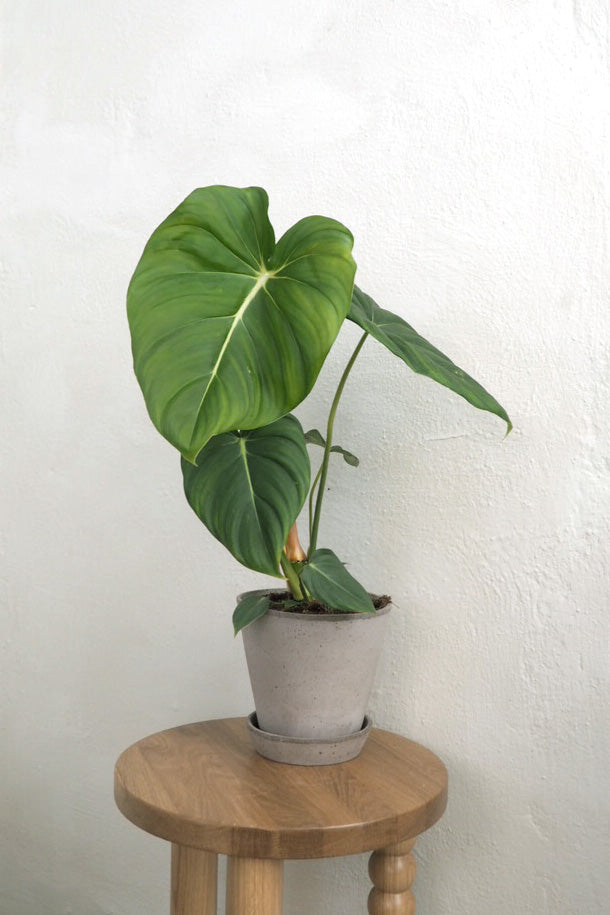 philodendron glori Philodendron Gloriosum – Plant København