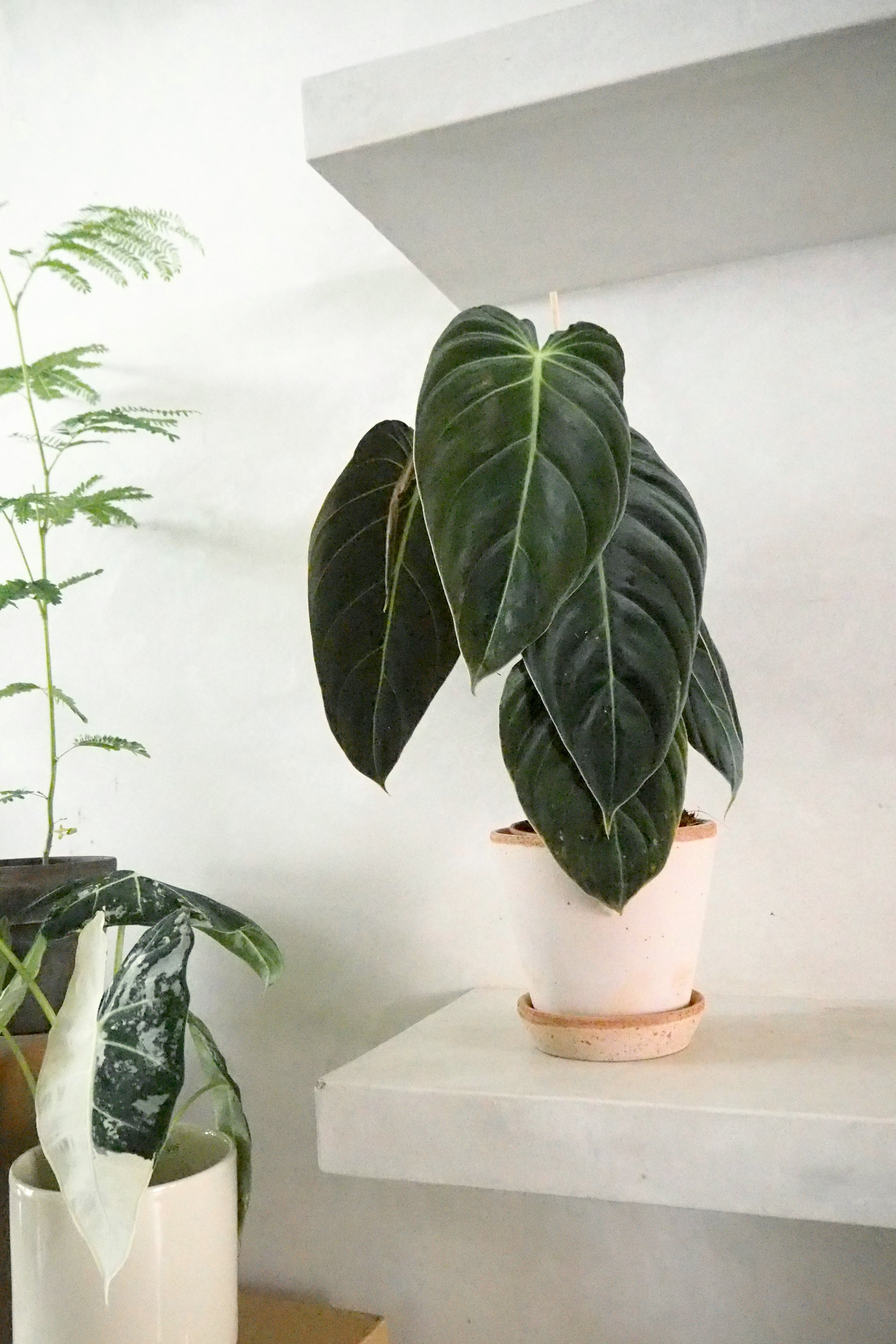 Philodendron Melanochrysum