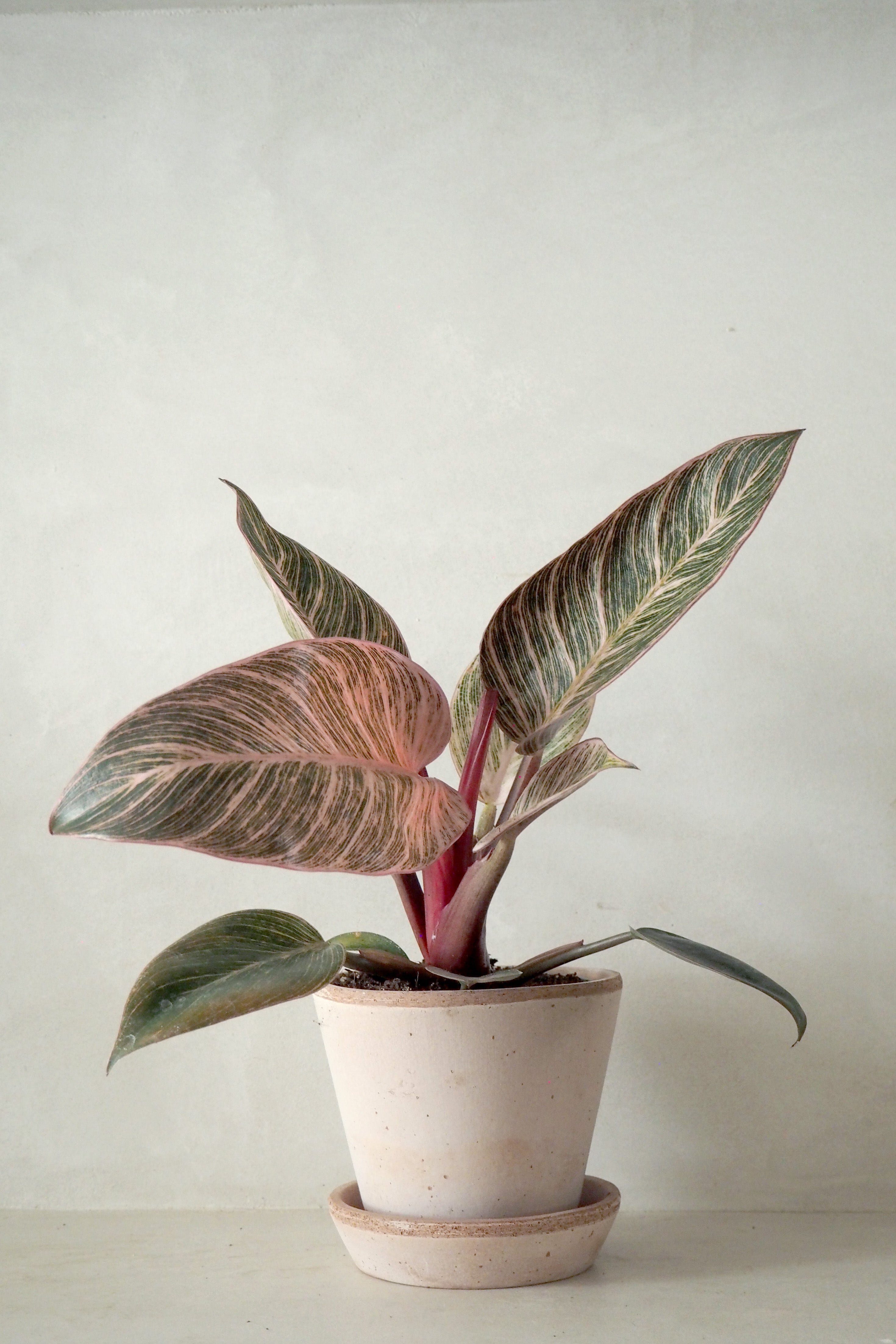 philodendron birkin pink Philodendron Pink Birkin – Plant København