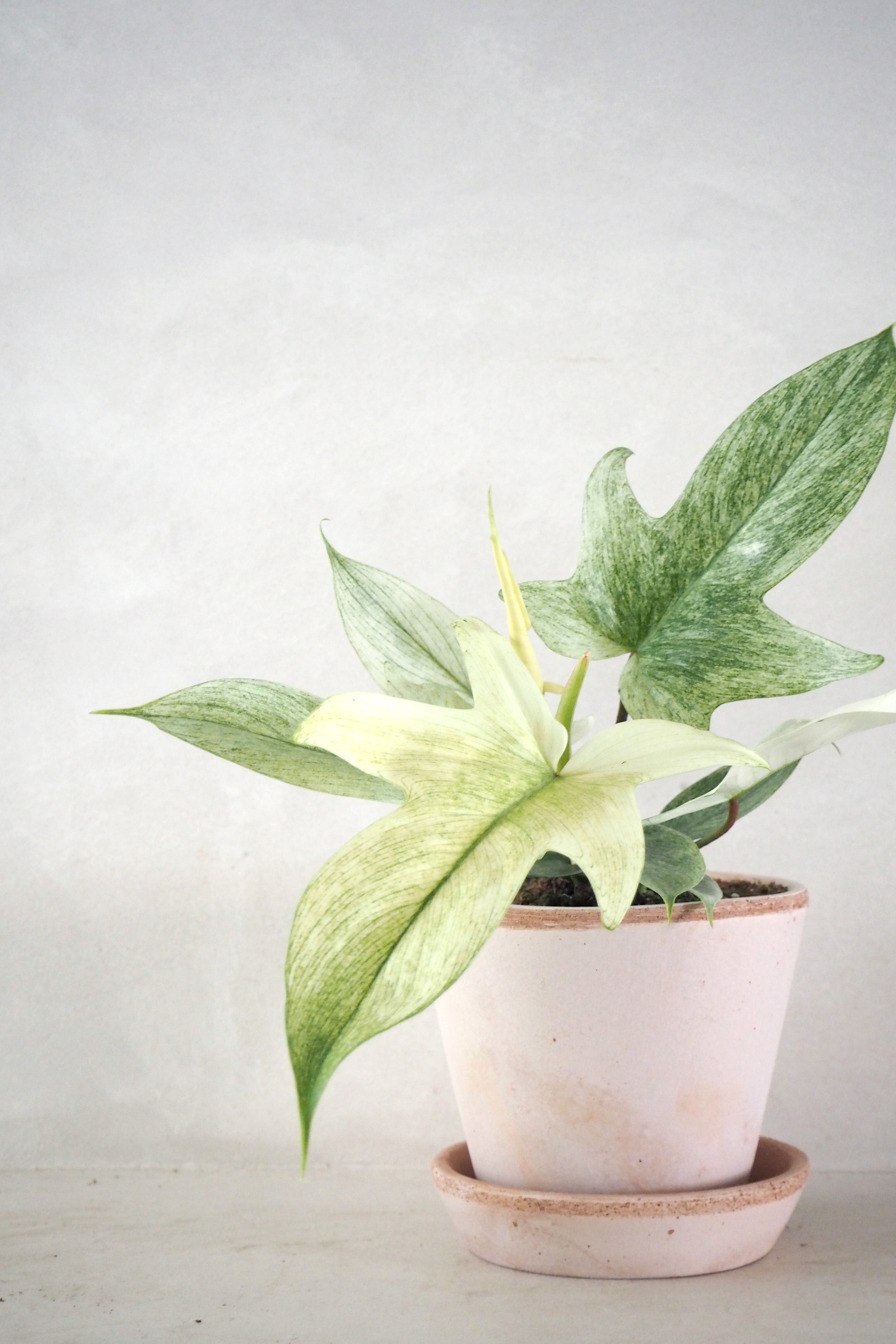 Philodendron Florida Ghost