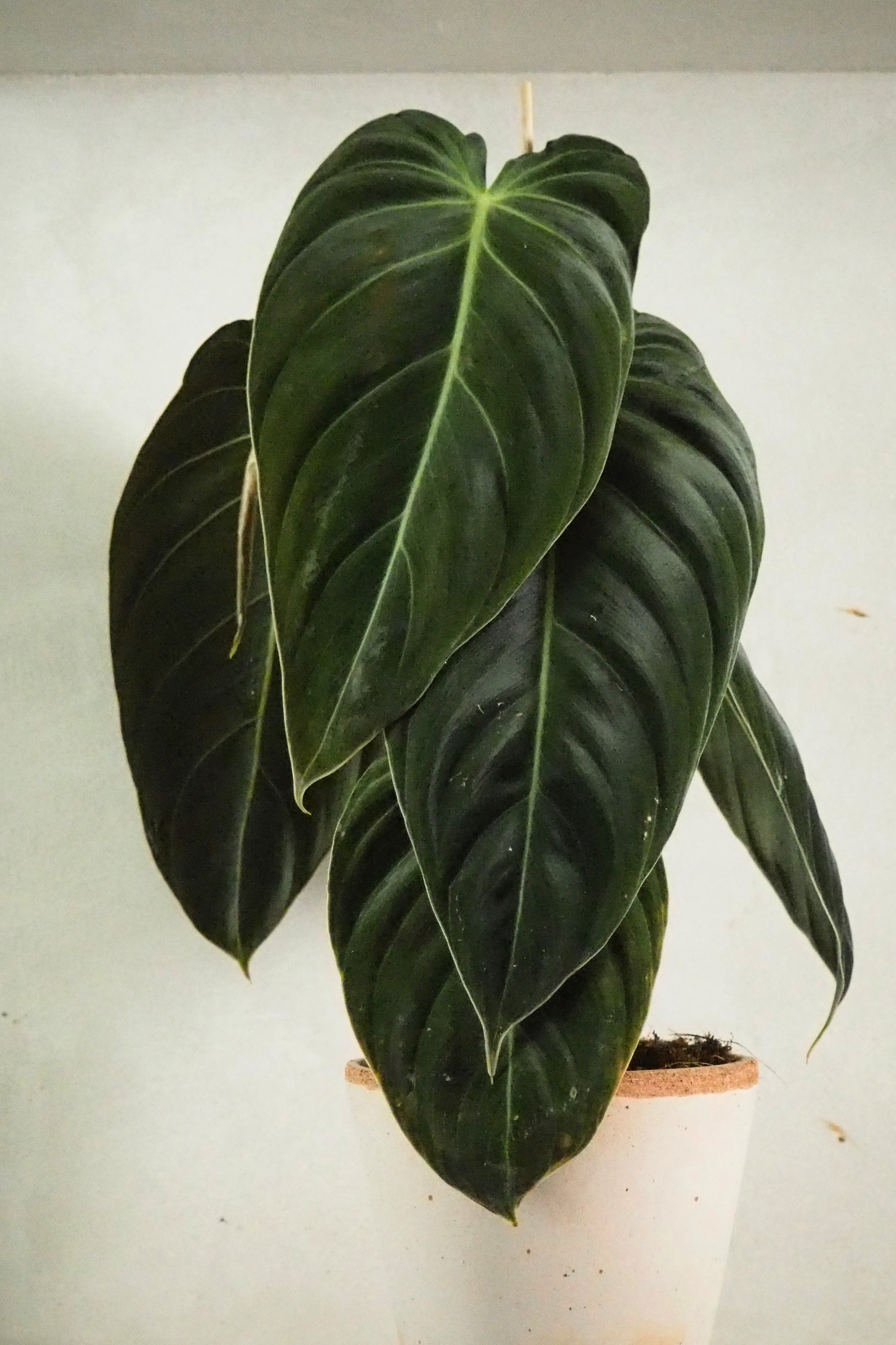 Philodendron Melanochrysum