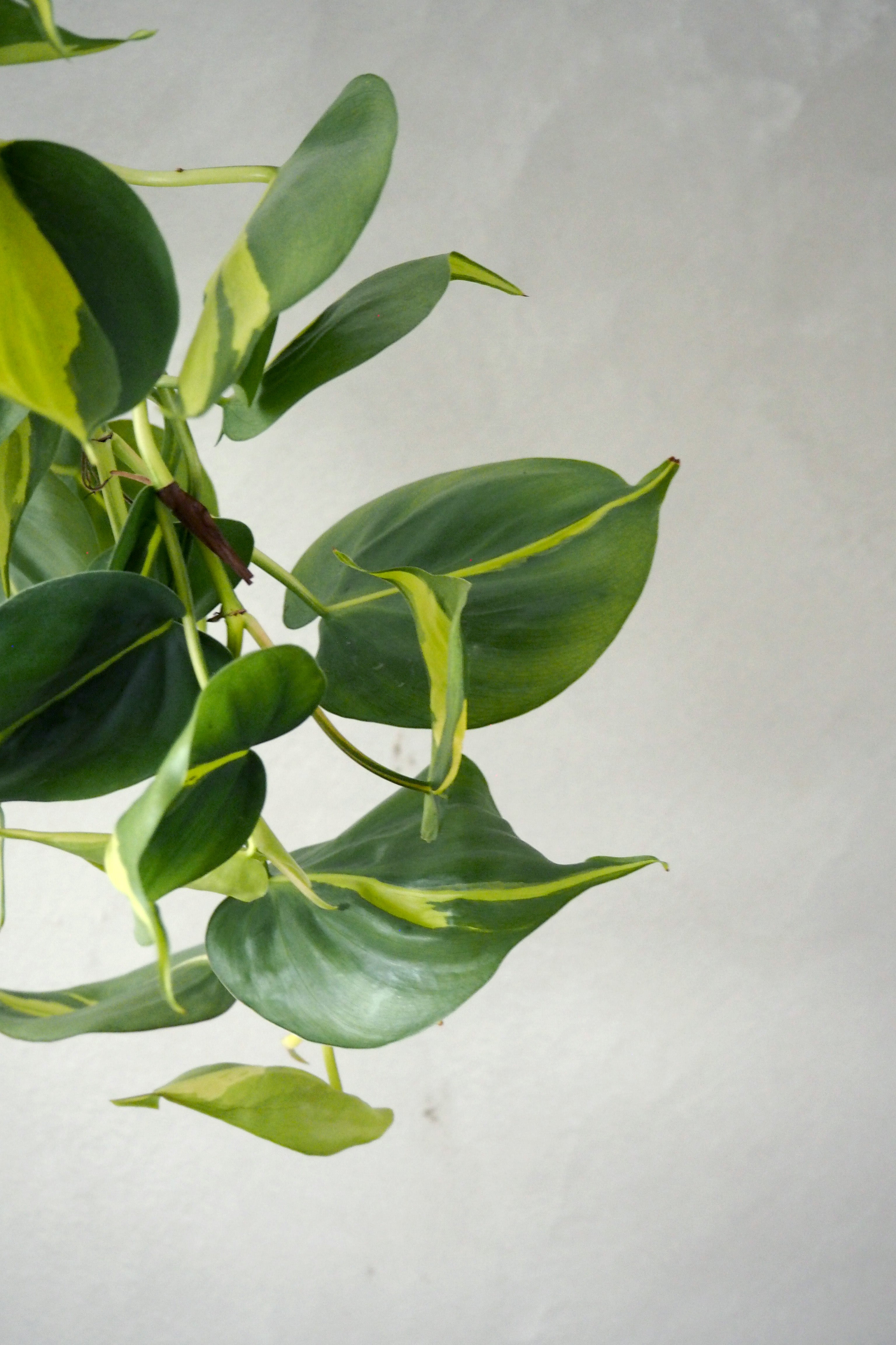 Philodendron Brazil, stor