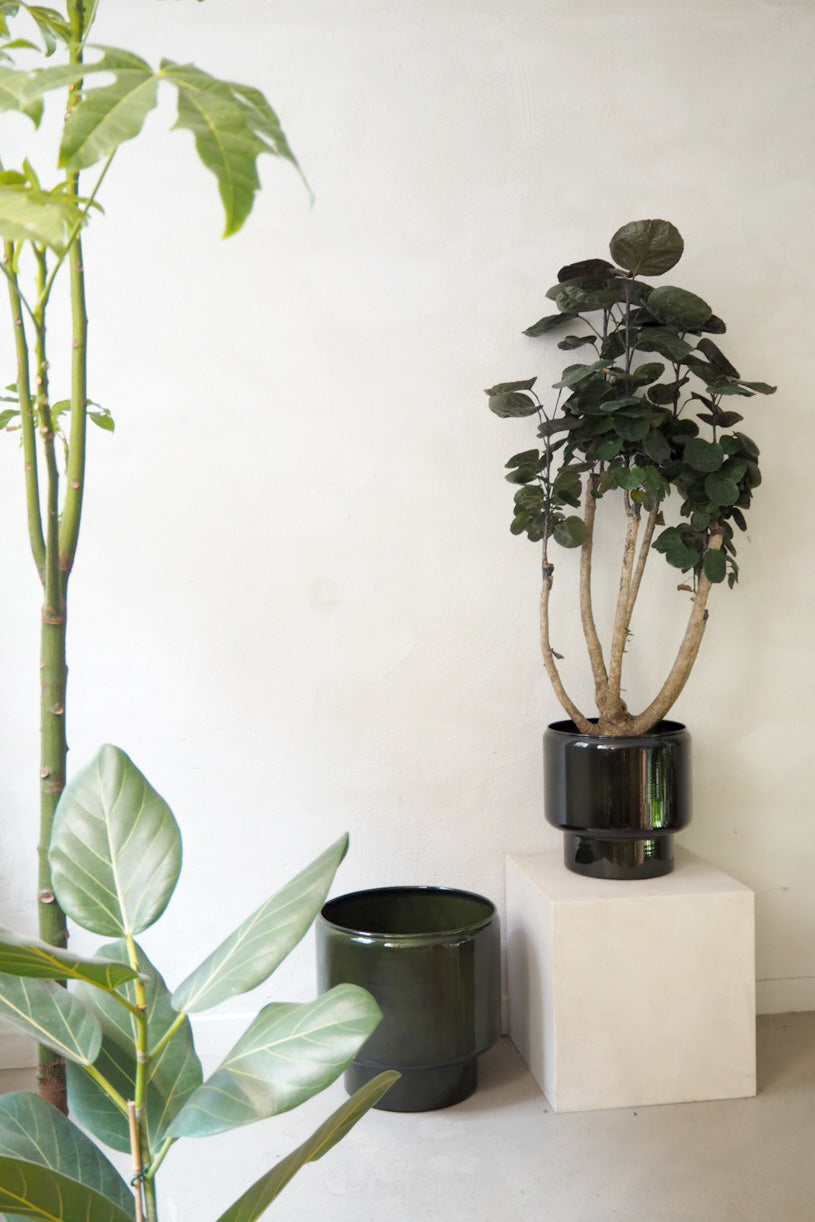 Polyscias Fabian, stor