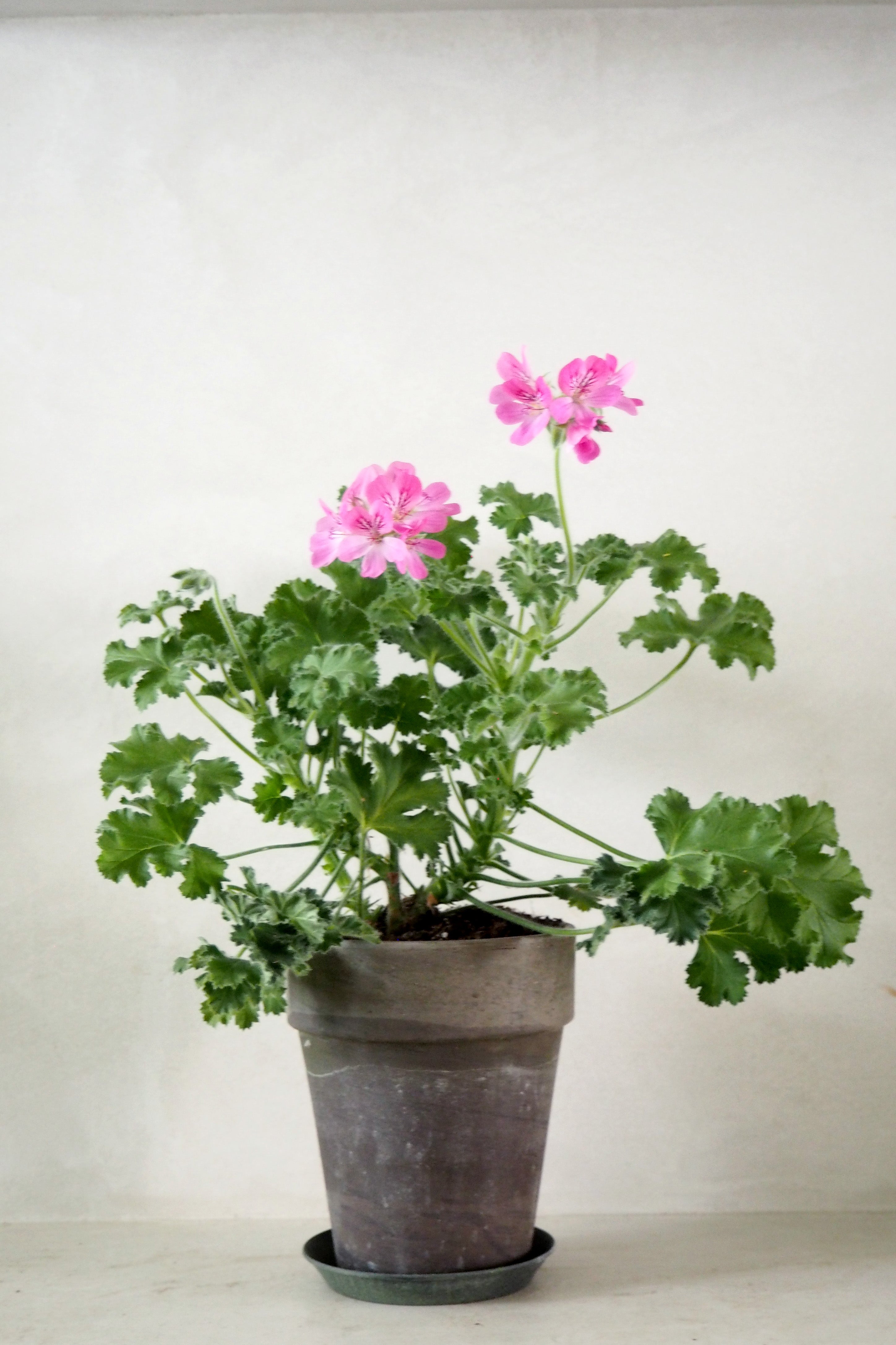 Pelargonium - Pink capricorn