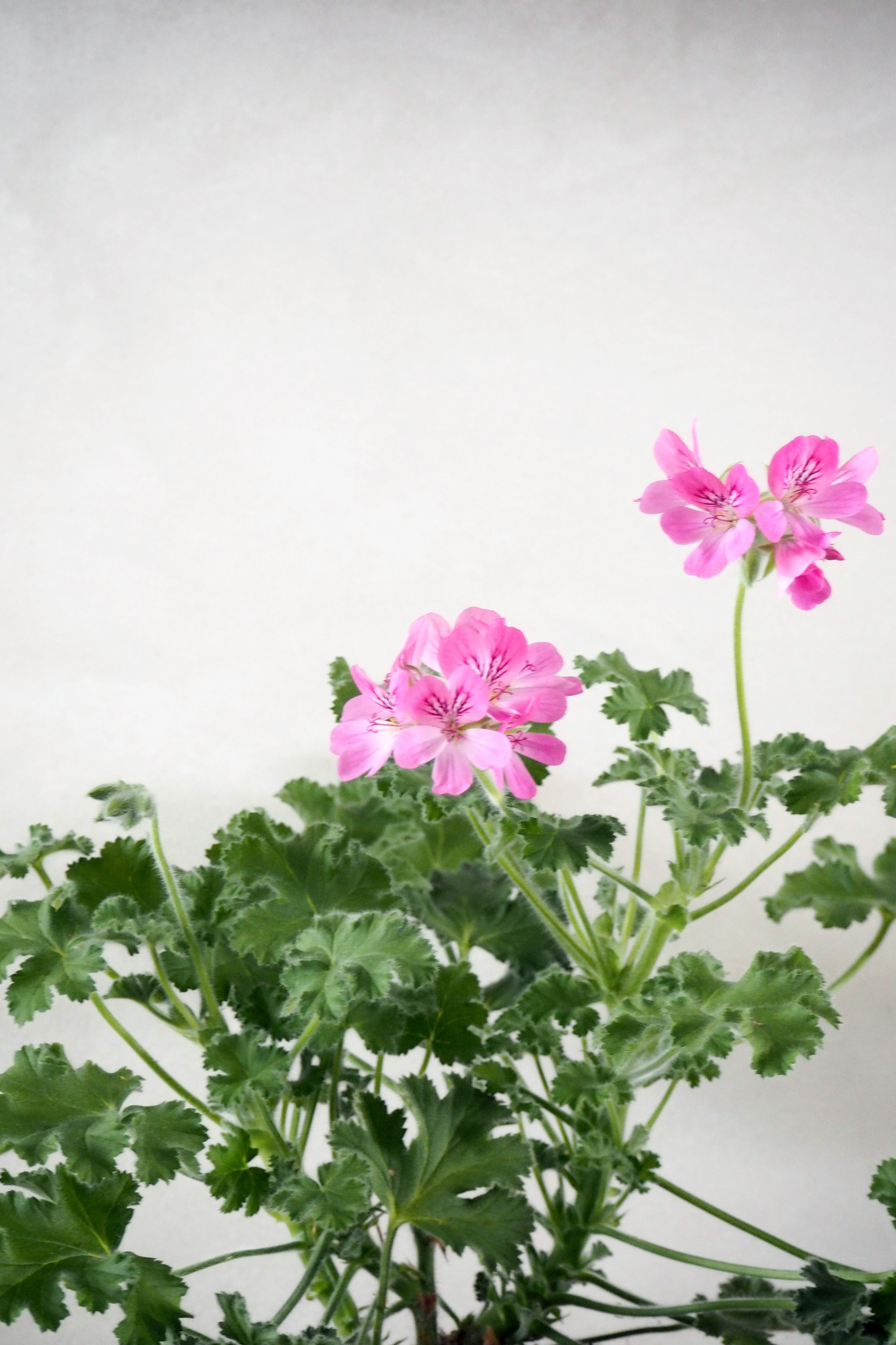 Pelargonium - Pink capricorn
