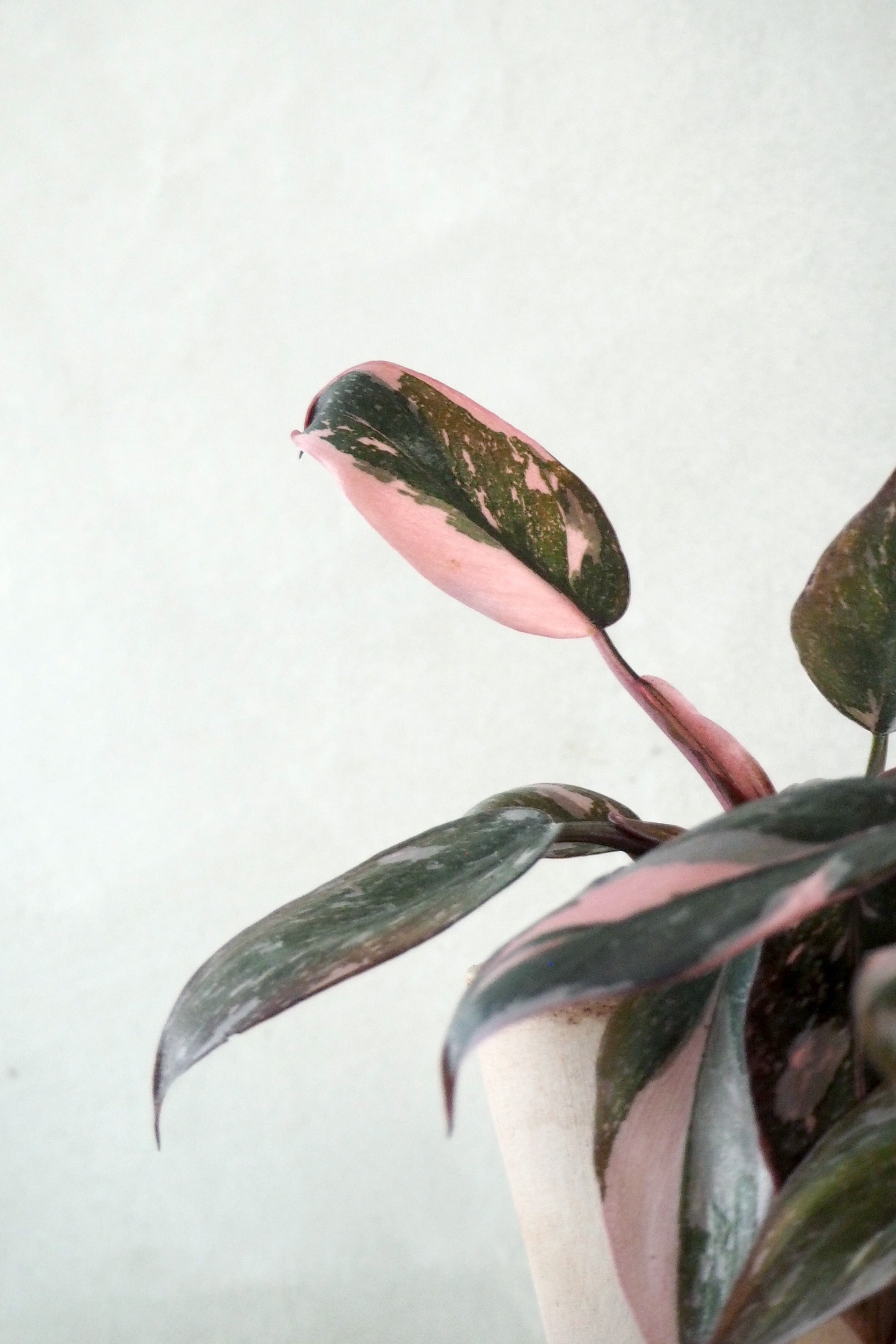 Philodendron Pink marble