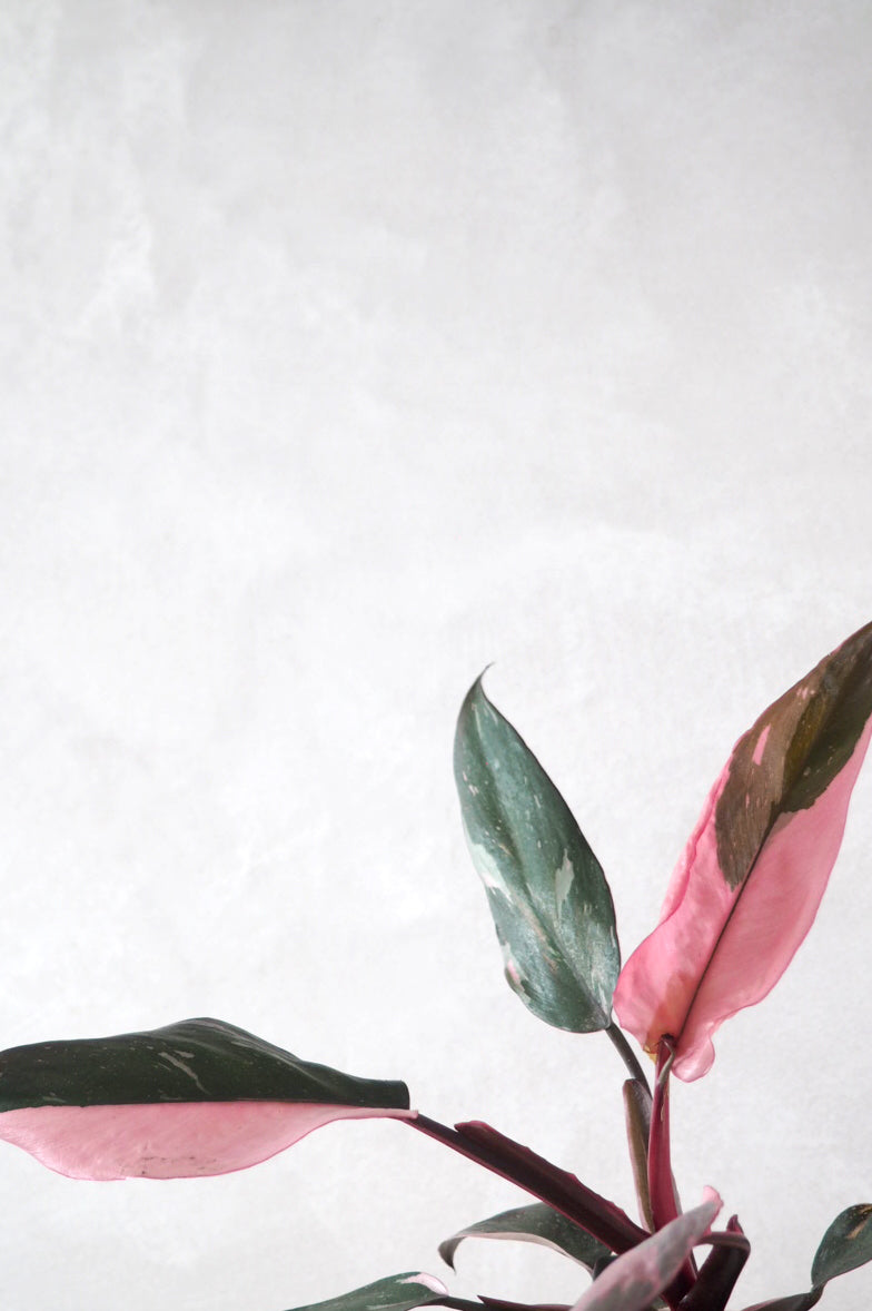 Philodendron Pink princess