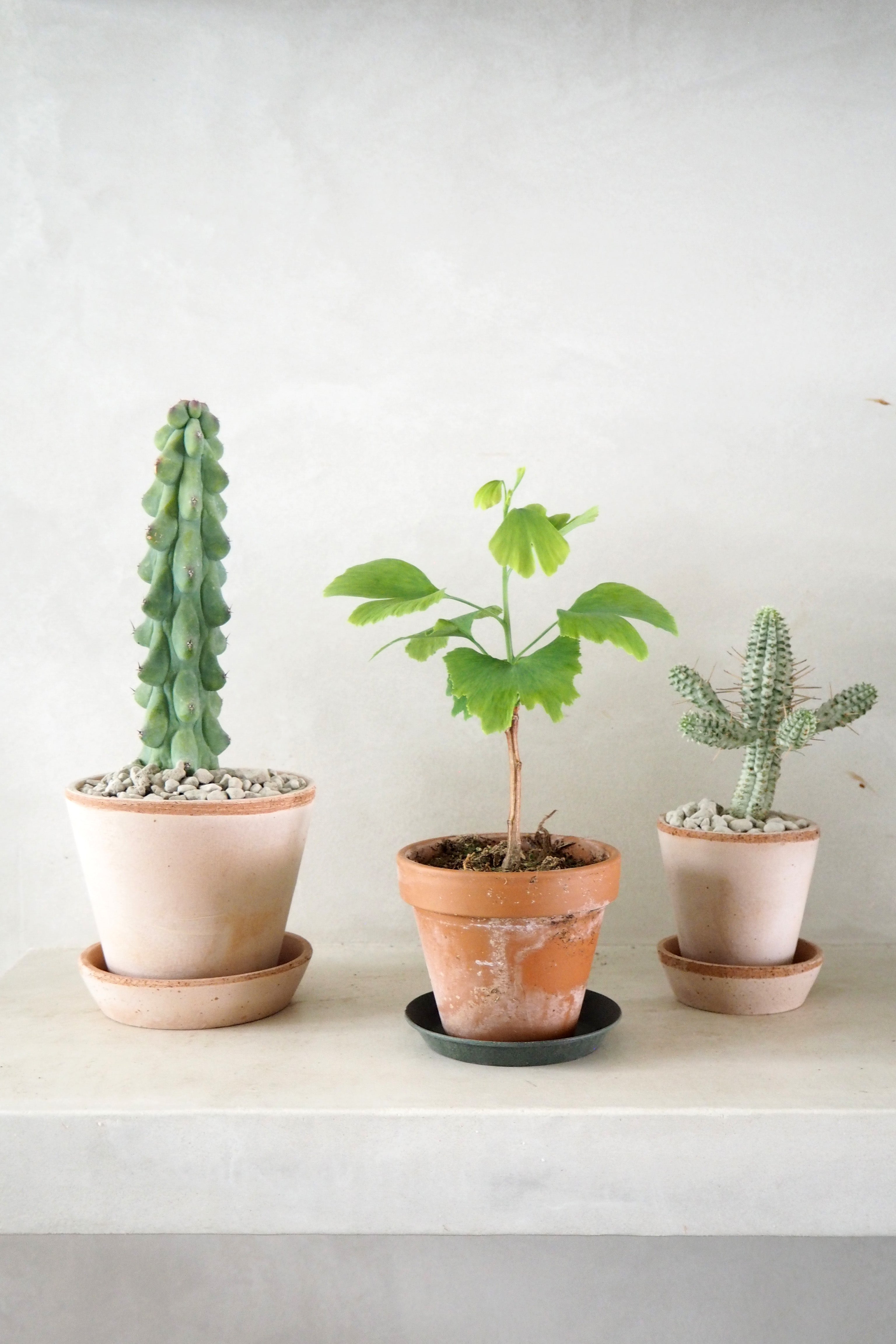 Euphorbia mammillaris, variegata