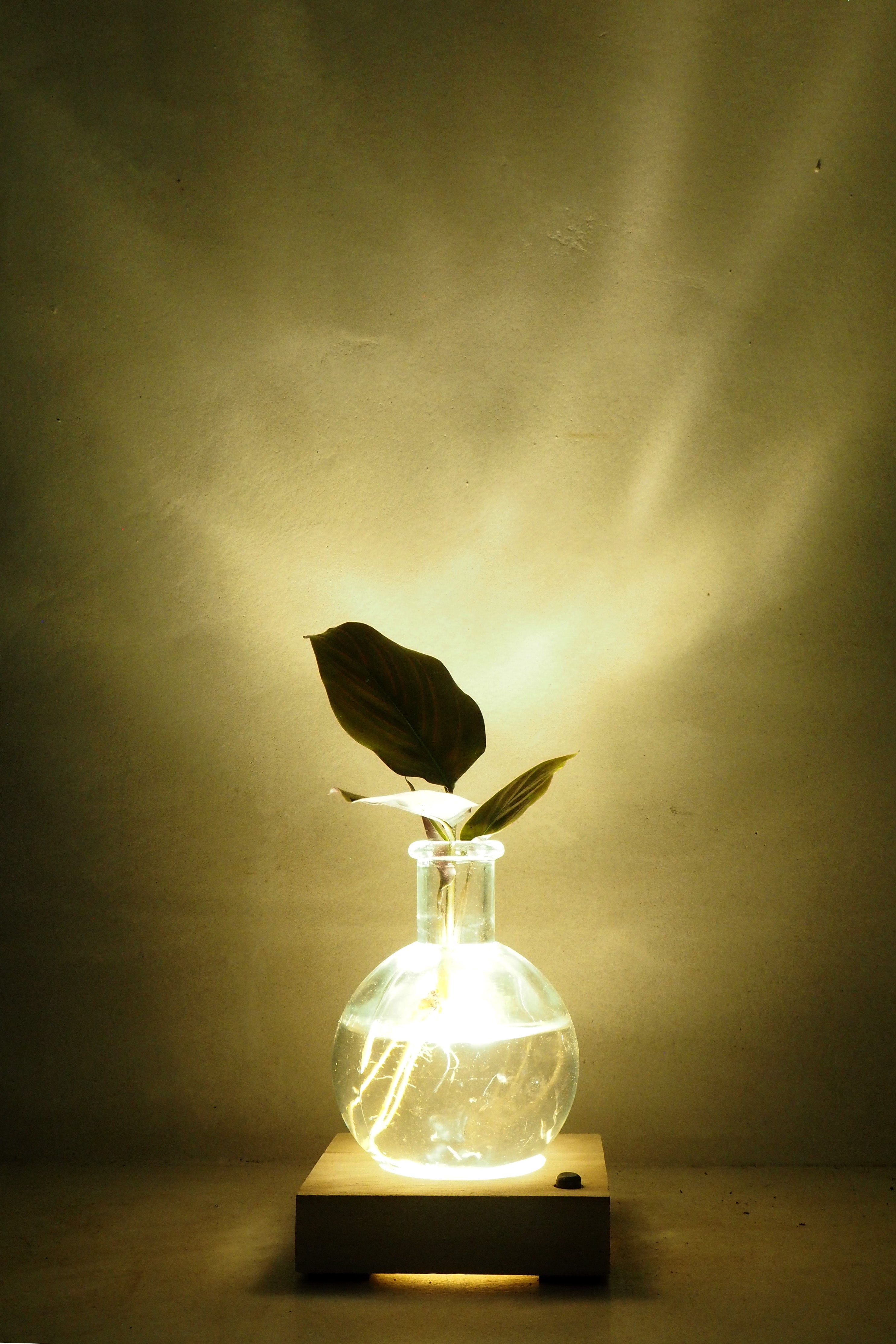 Plantelampe, calathea