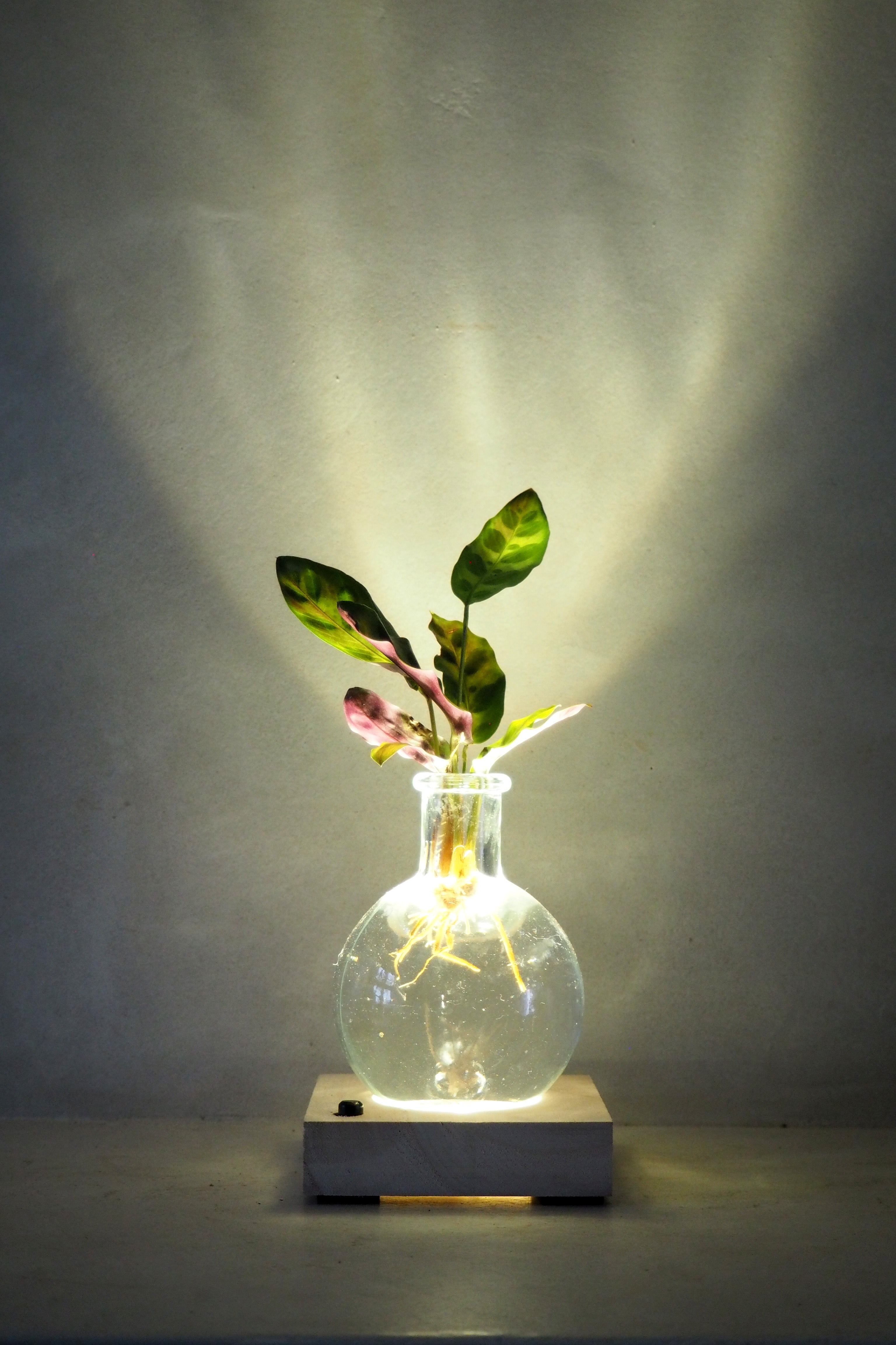 Plantelampe, Calathea