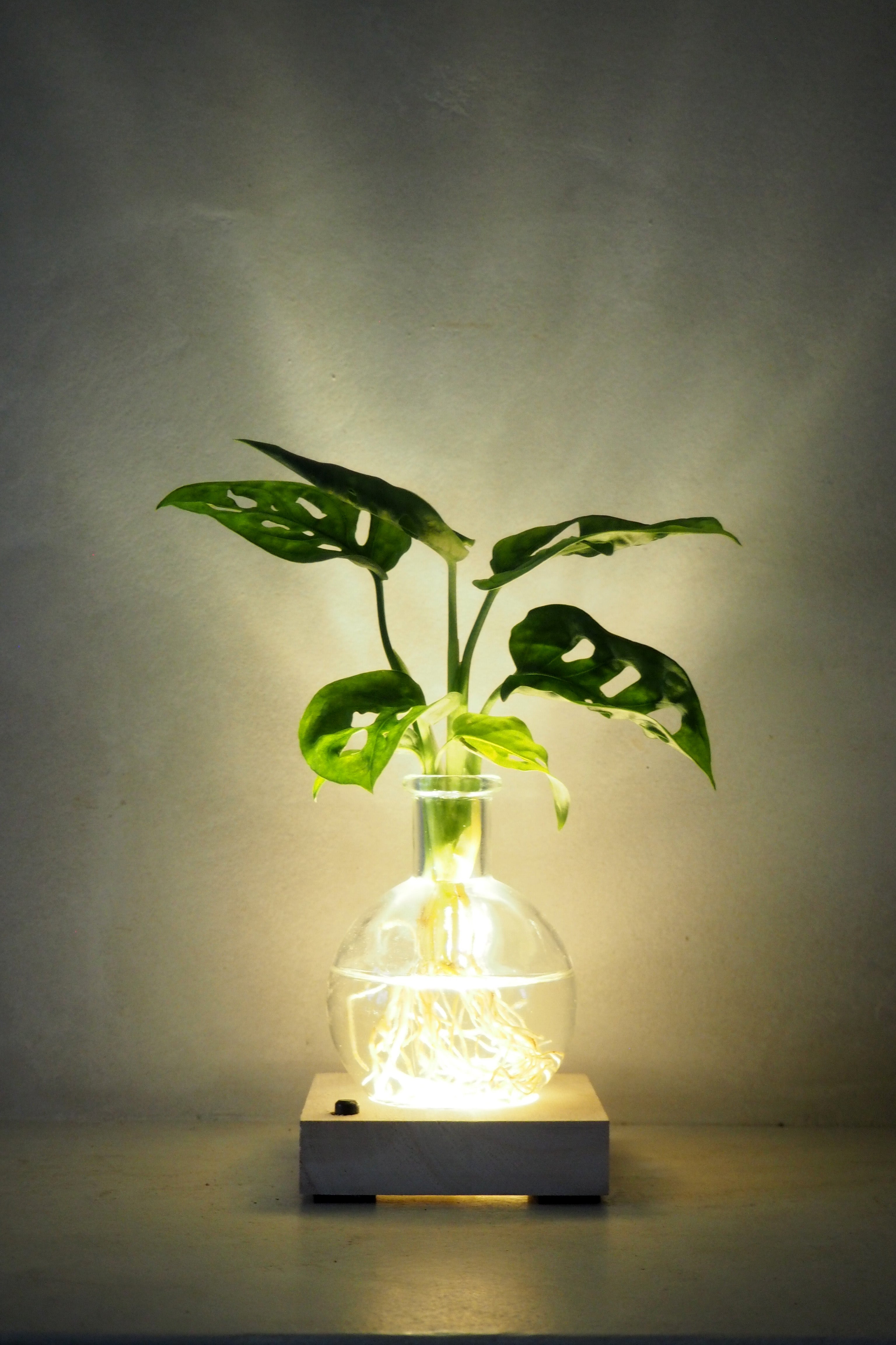 Plantelampe, Monstera