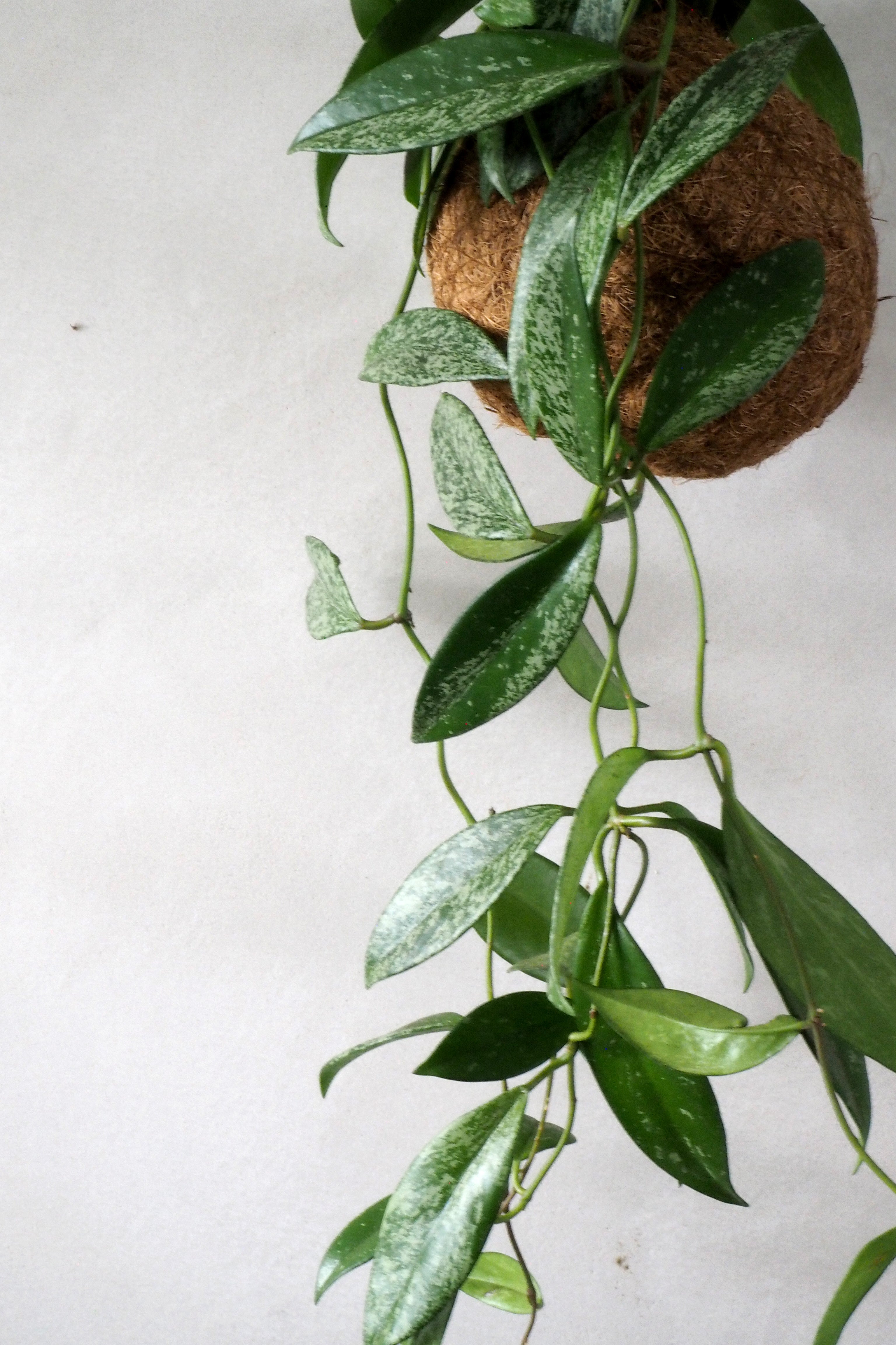 Planteplanet, Silver spot leaf