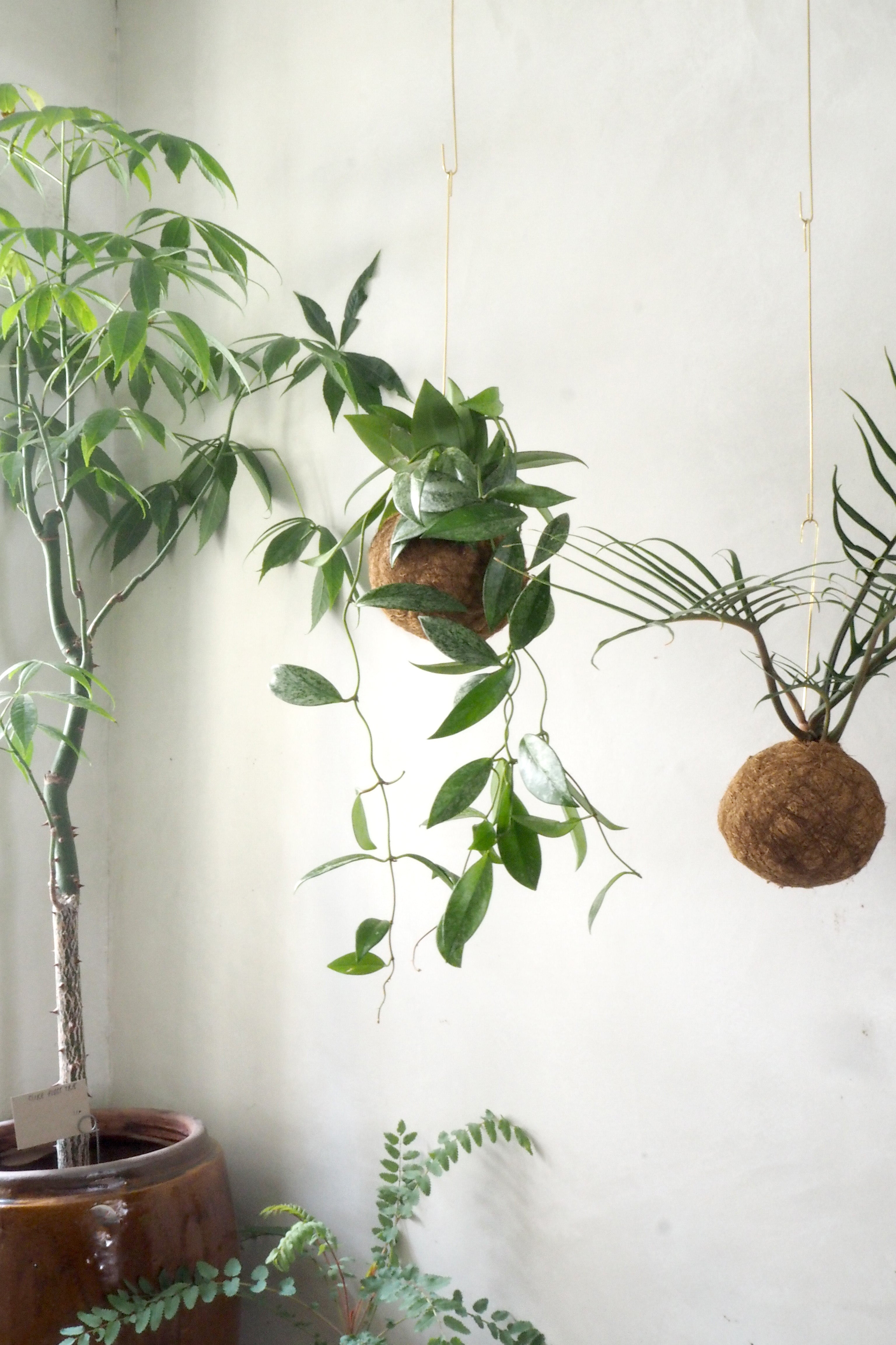 Planteplanet, Silver spot leaf