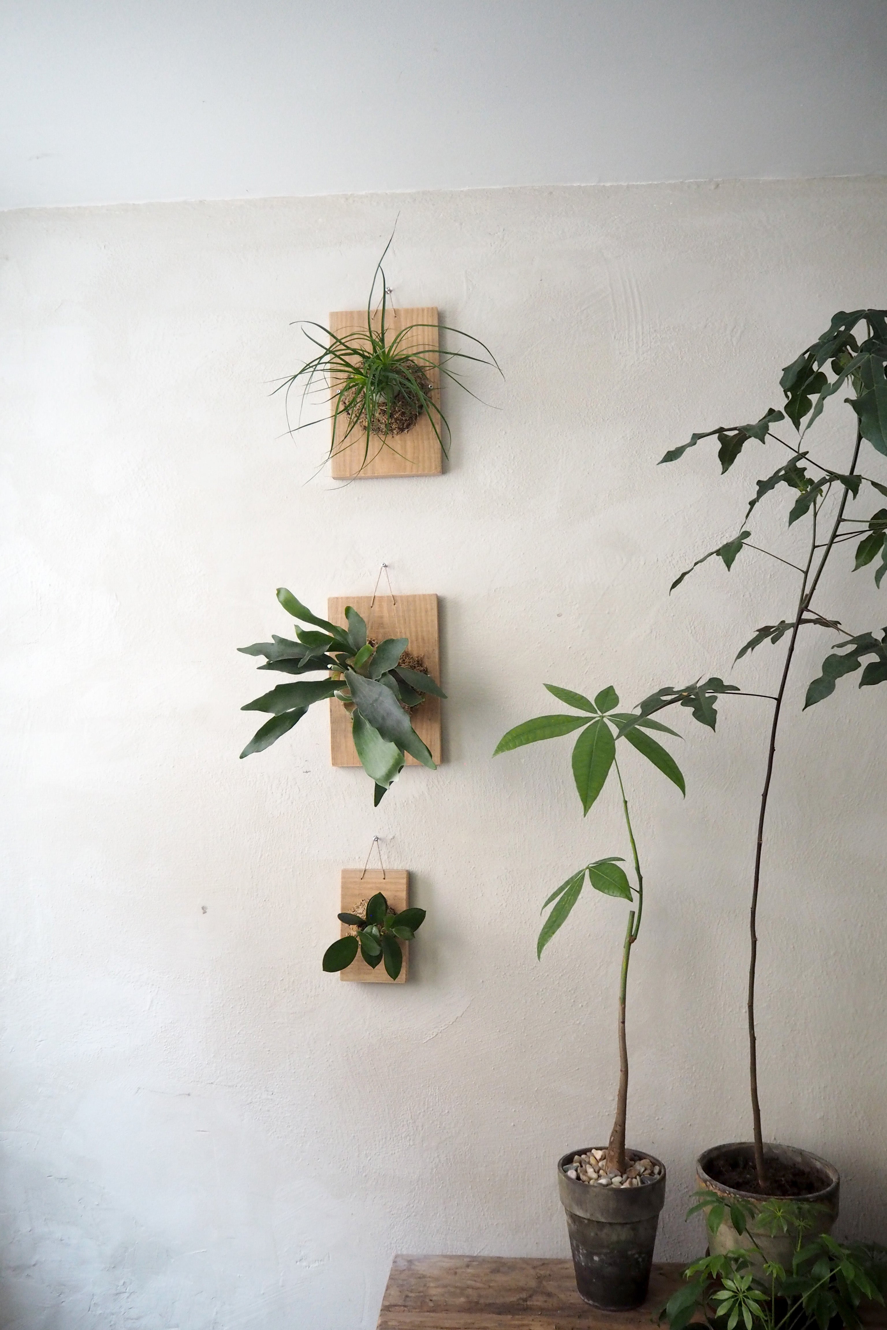 Plantetrofæ, Hoya, small