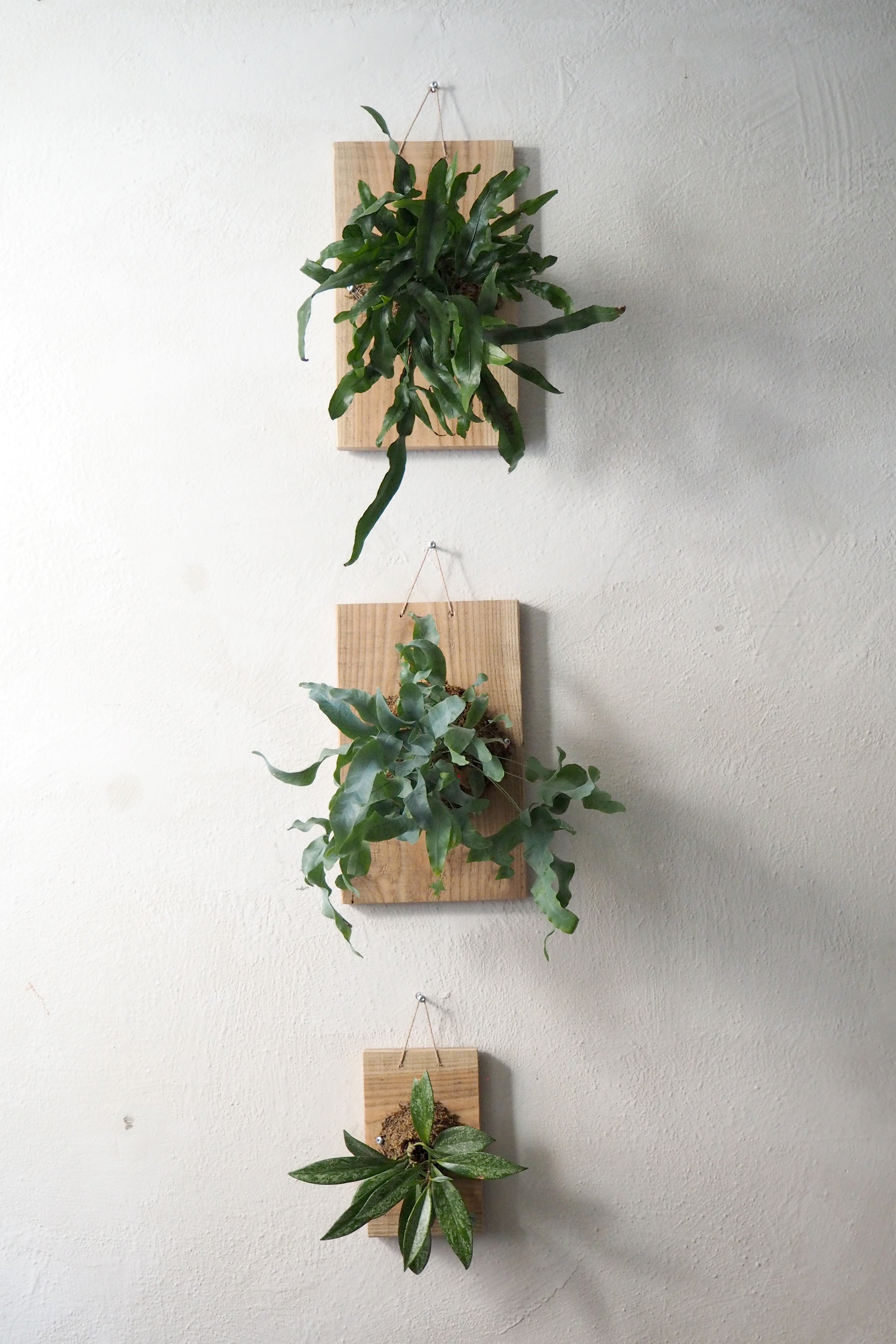 Plantetrofæ, Hoya Sivler spot, small