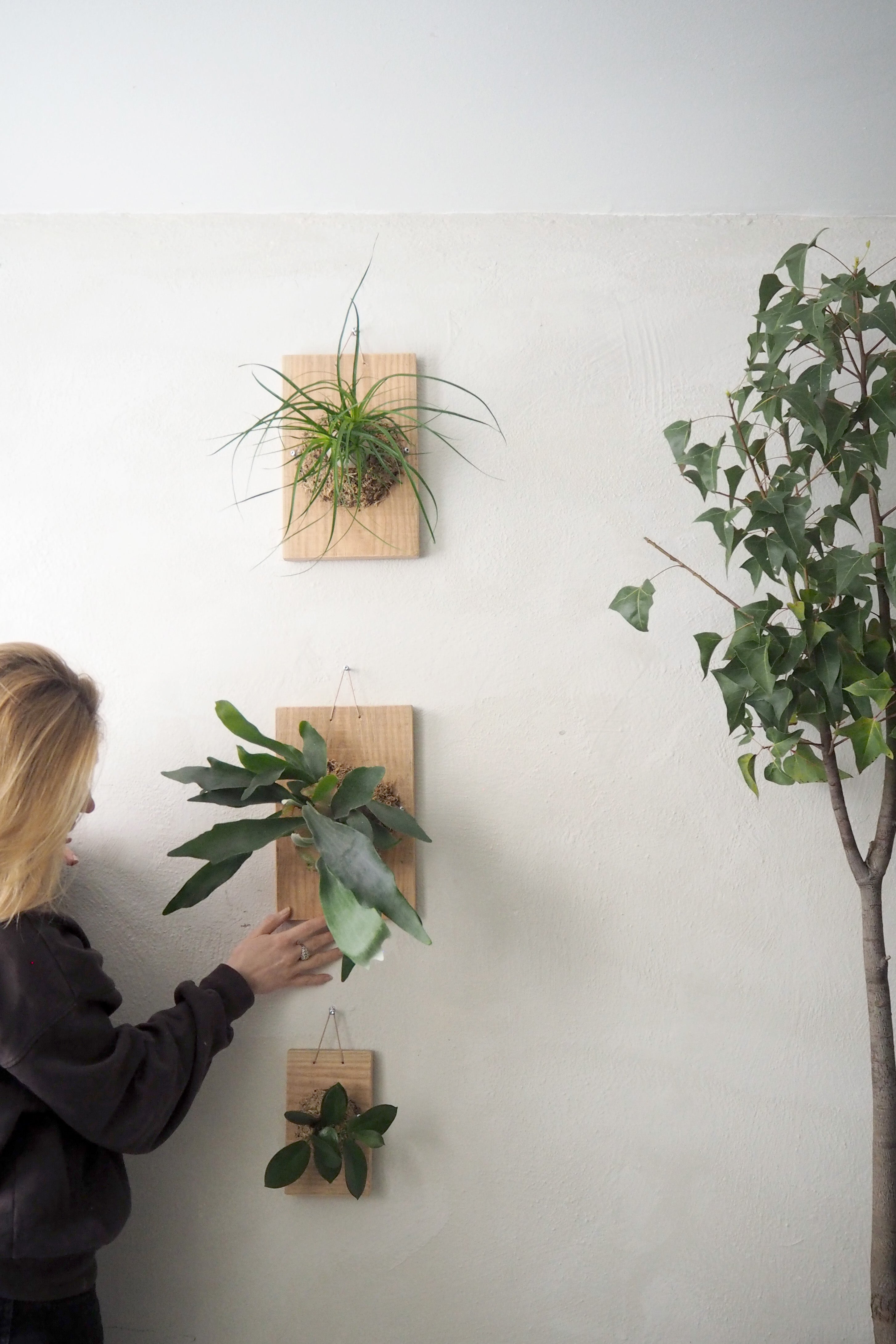 Plantetrofæ, Hjortetak, small