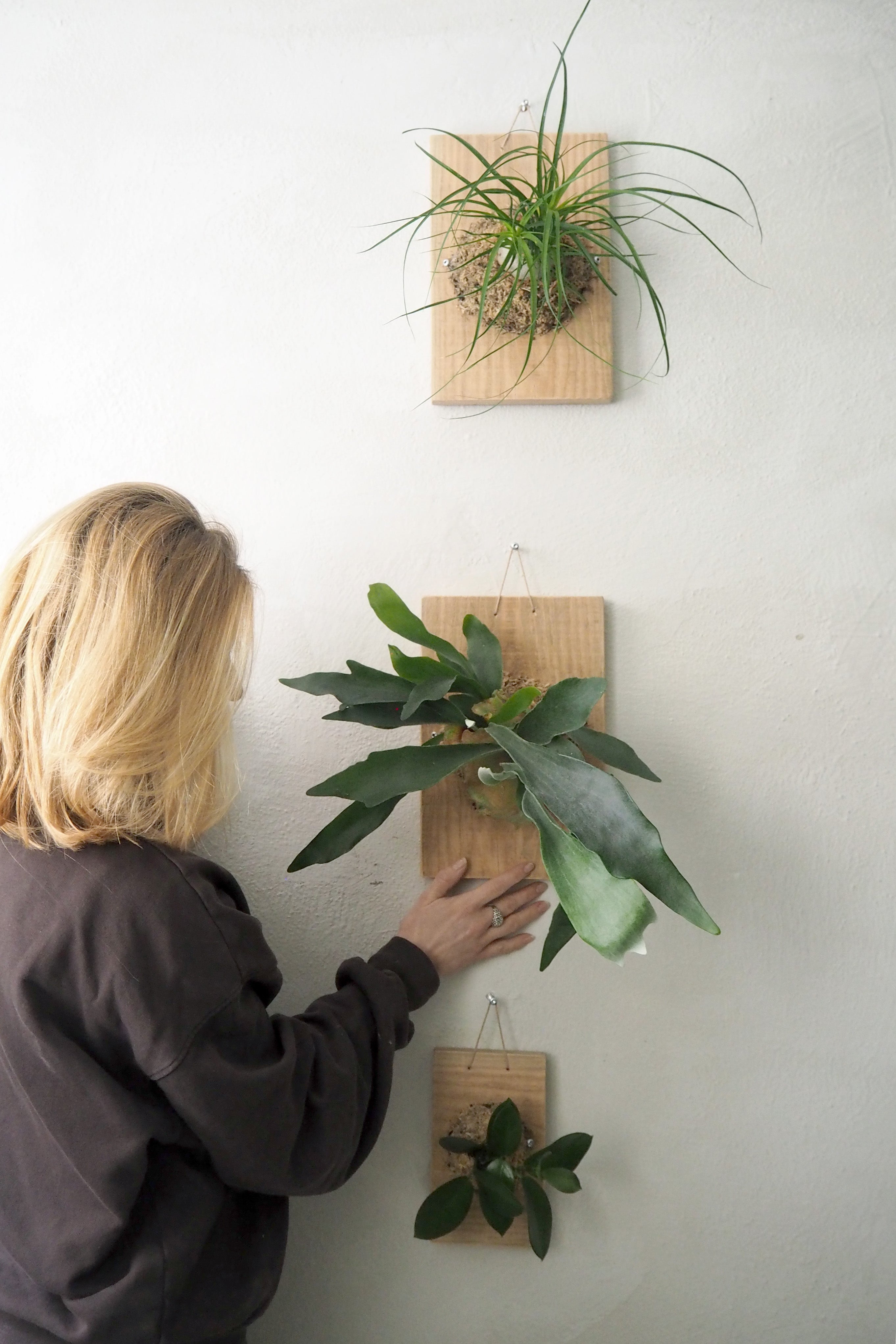 Plantetrofæ, Hjortetak, small