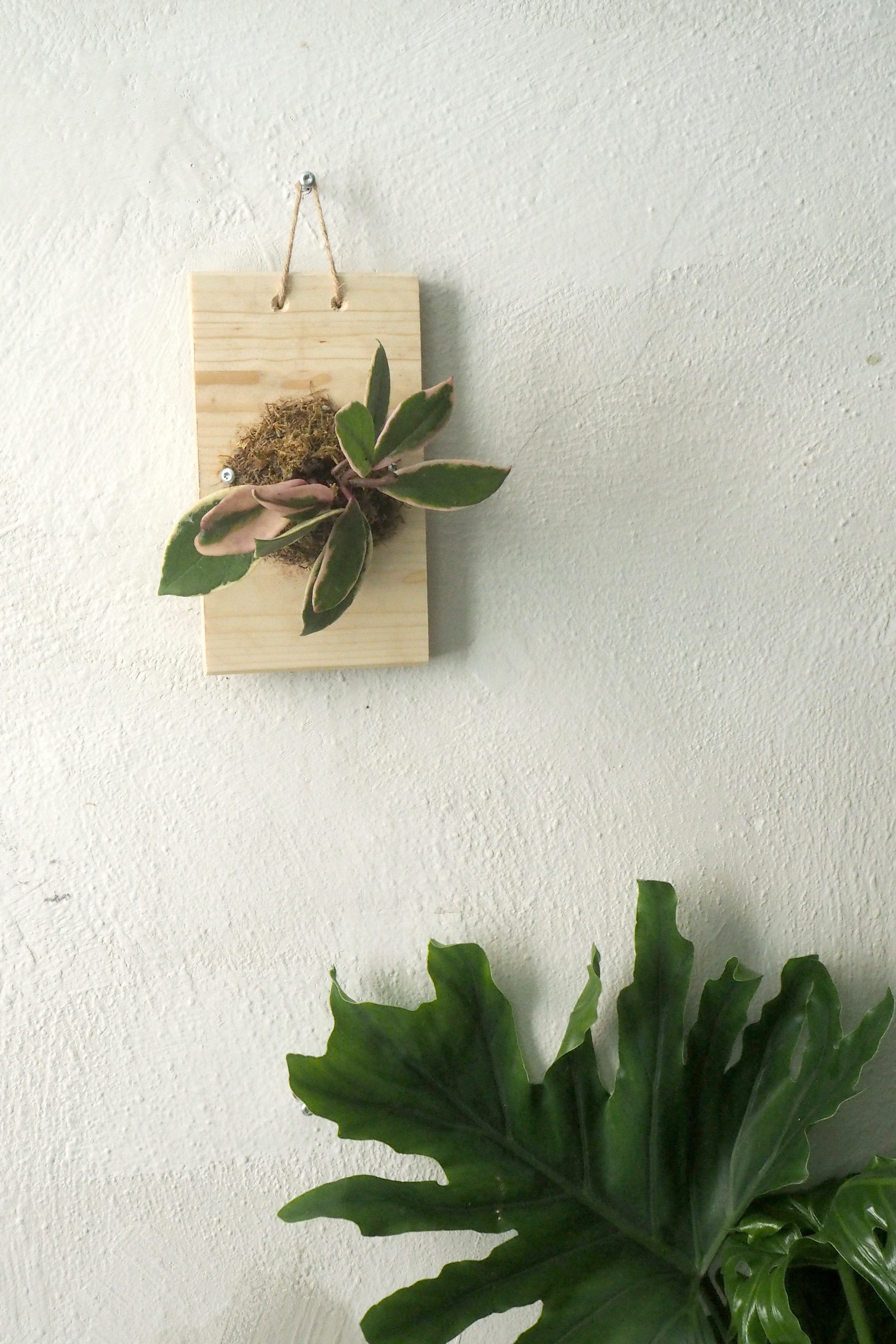 Plantetrofæ, Hoya flamingo dream, small