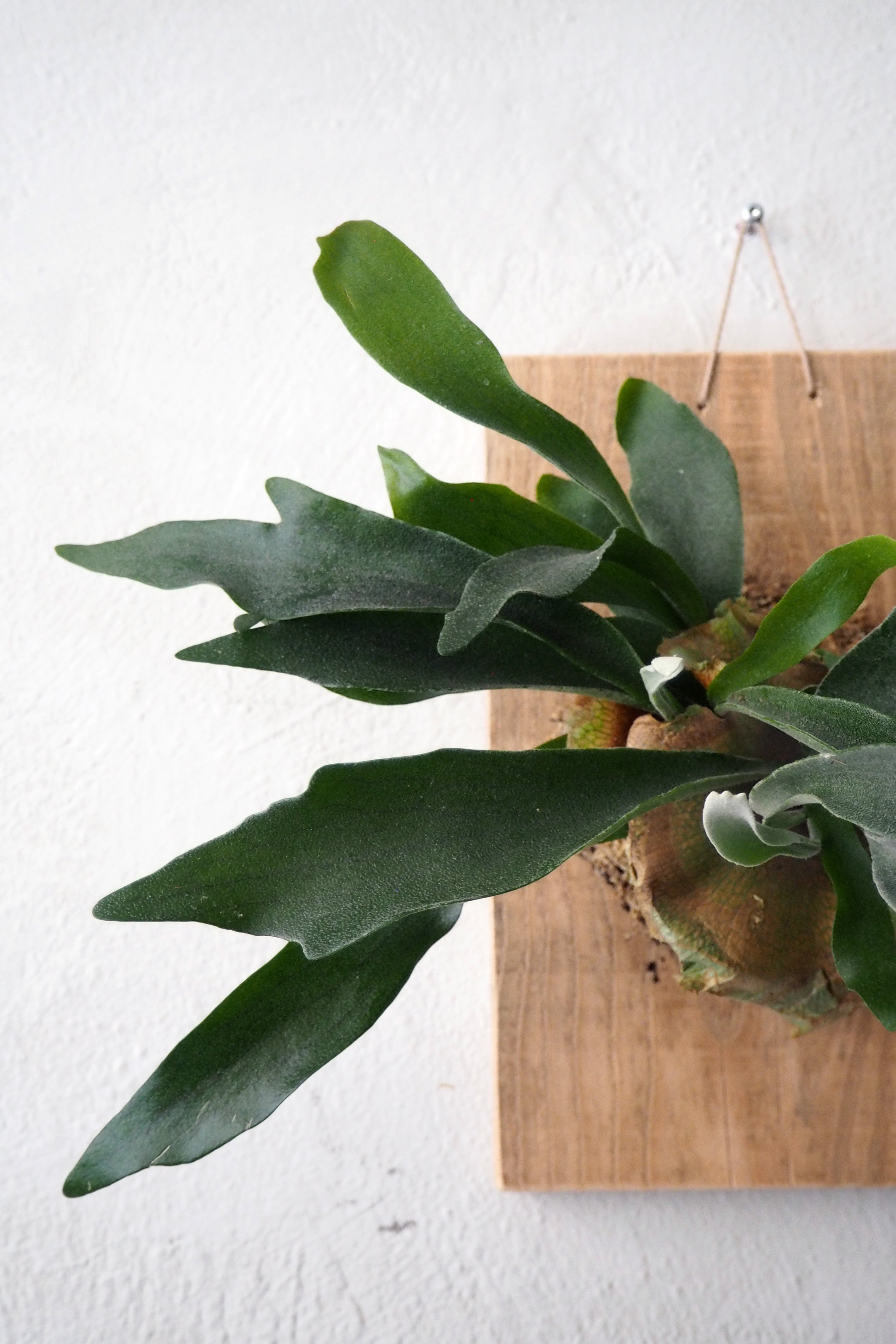 Plantetrofæ, Hjortetak, large