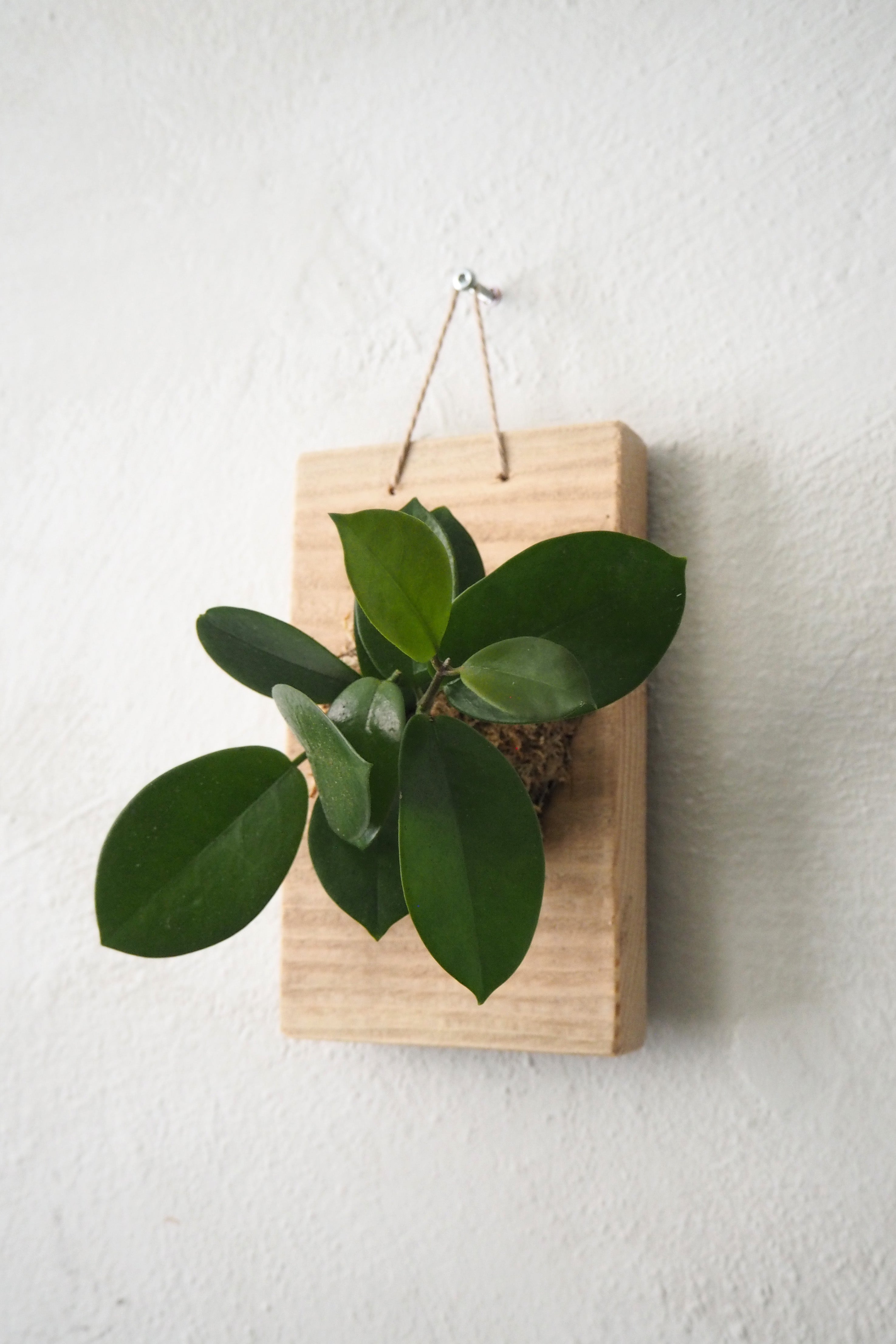 Plantetrofæ, Hoya, small