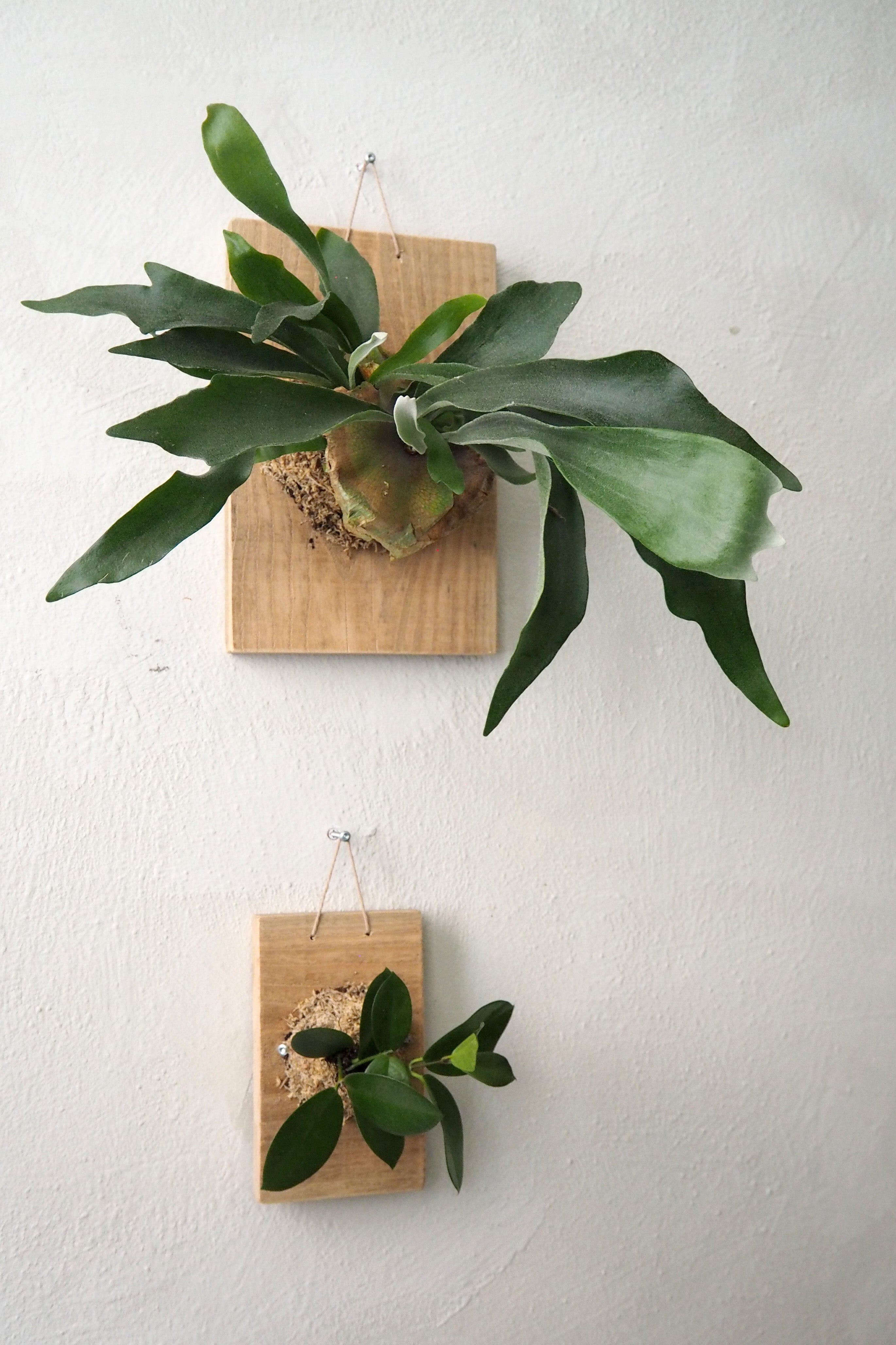 Plantetrofæ, Hoya, small