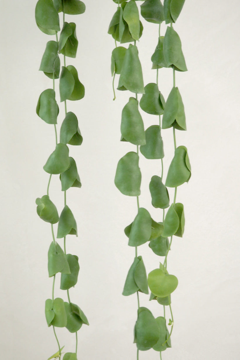 Dischidia Platyphylla