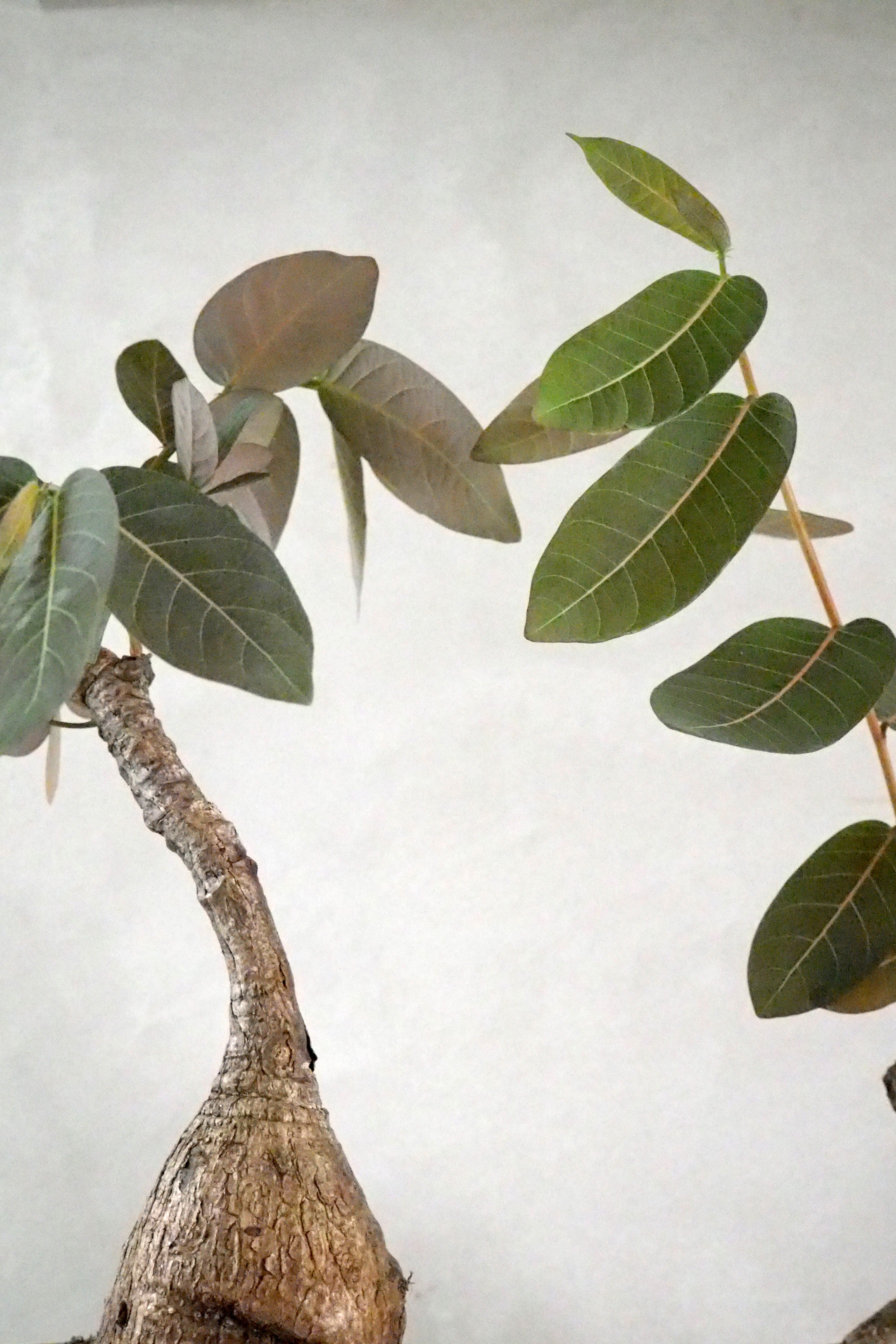 Phyllanthus mirabilis