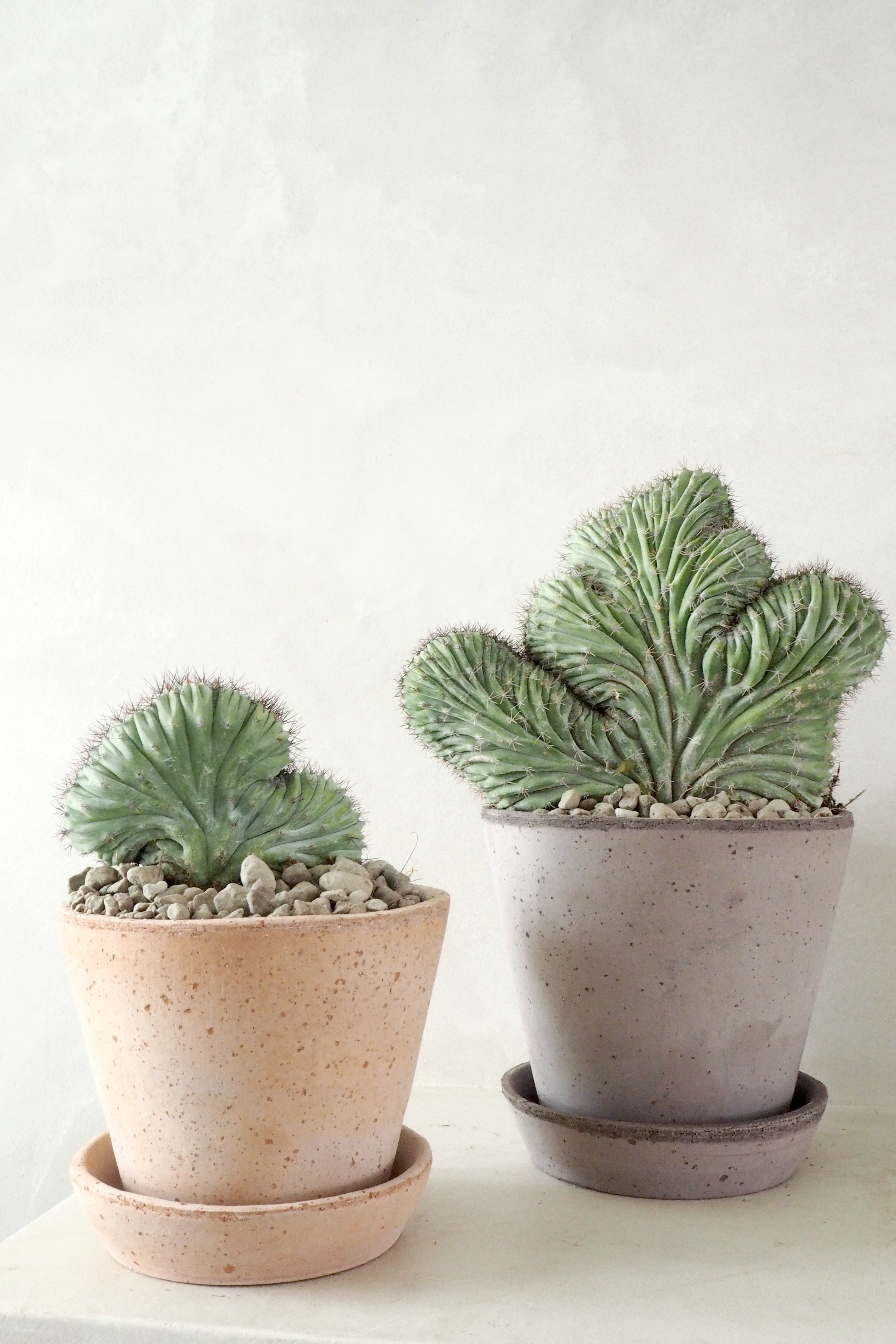 Polaskia Chipchipe F. Cristata, medium