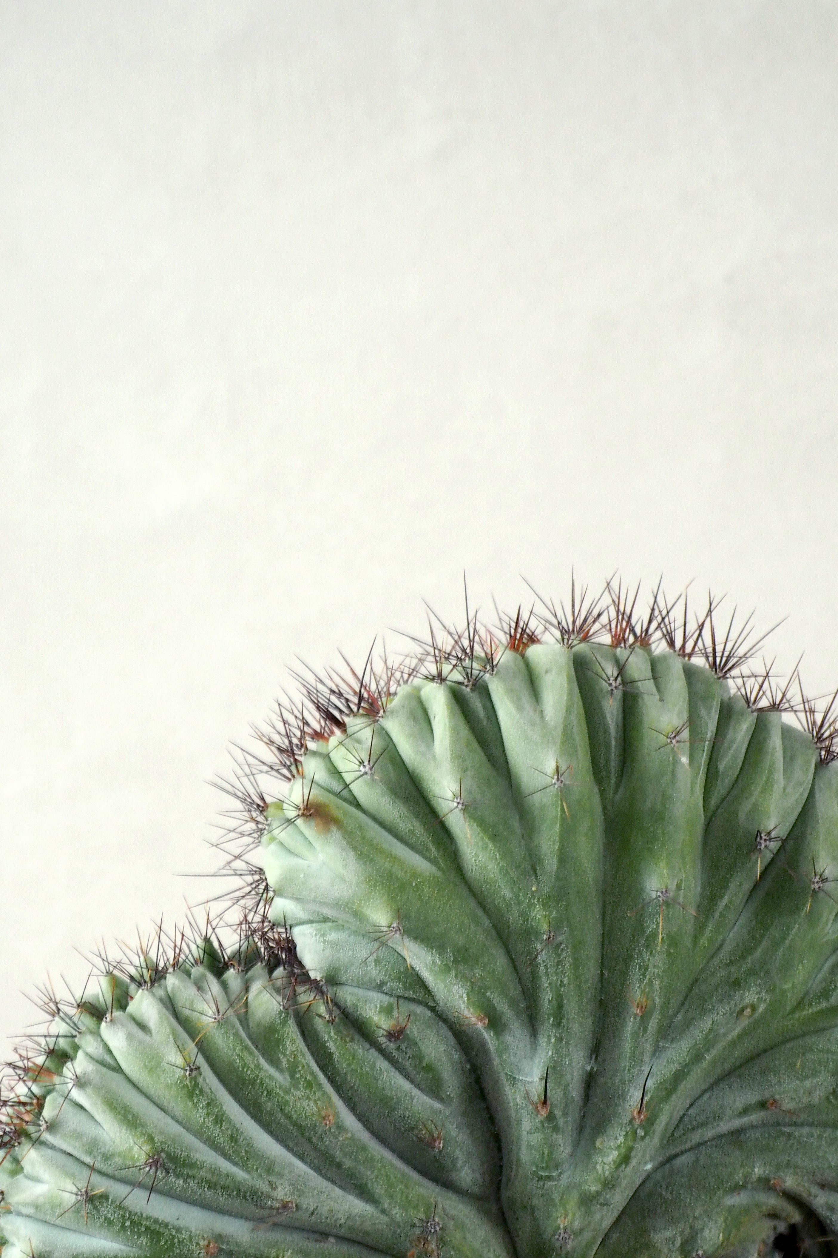 Polaskia Chipchipe F. Cristata, medium