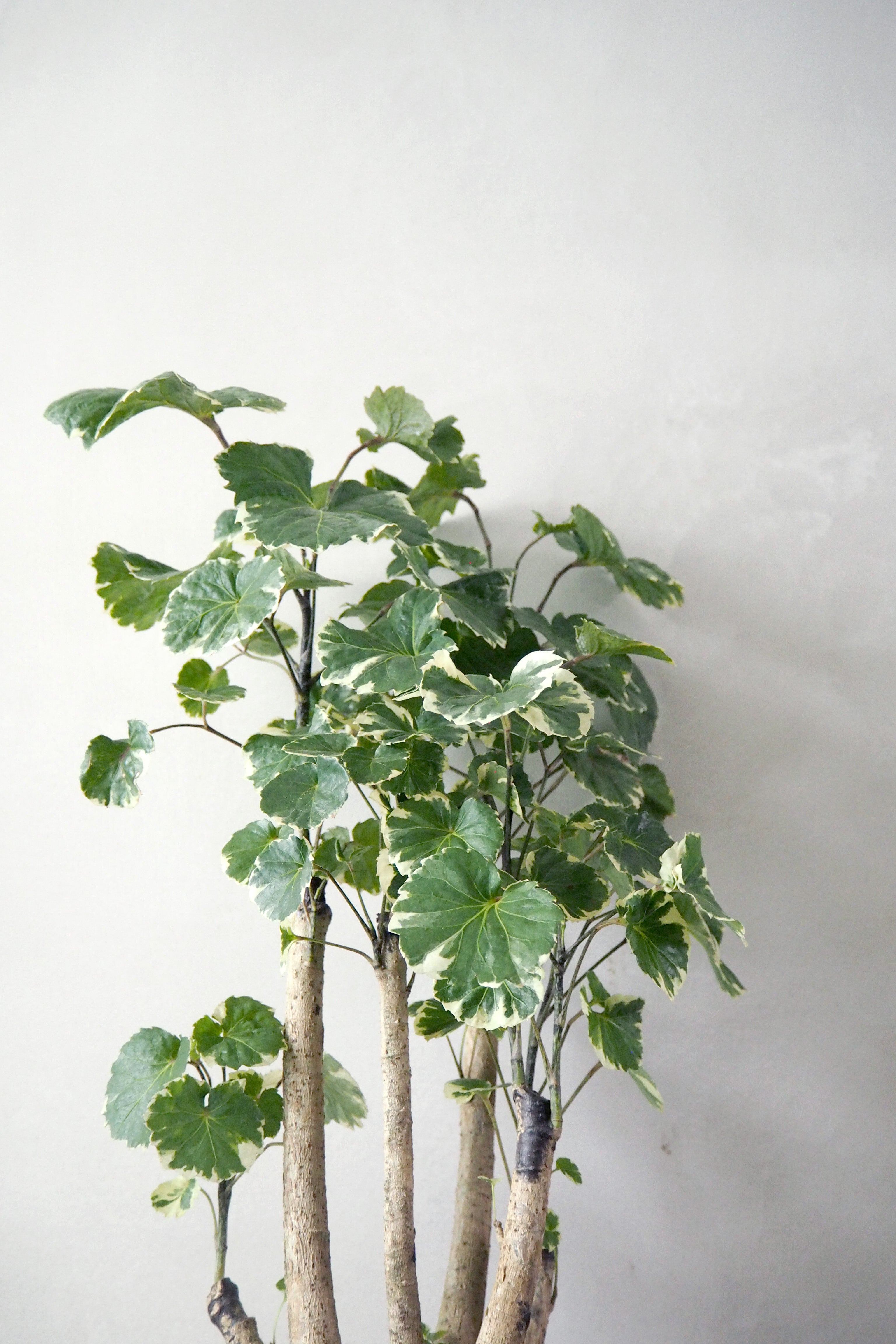 Polyscias Balfourian