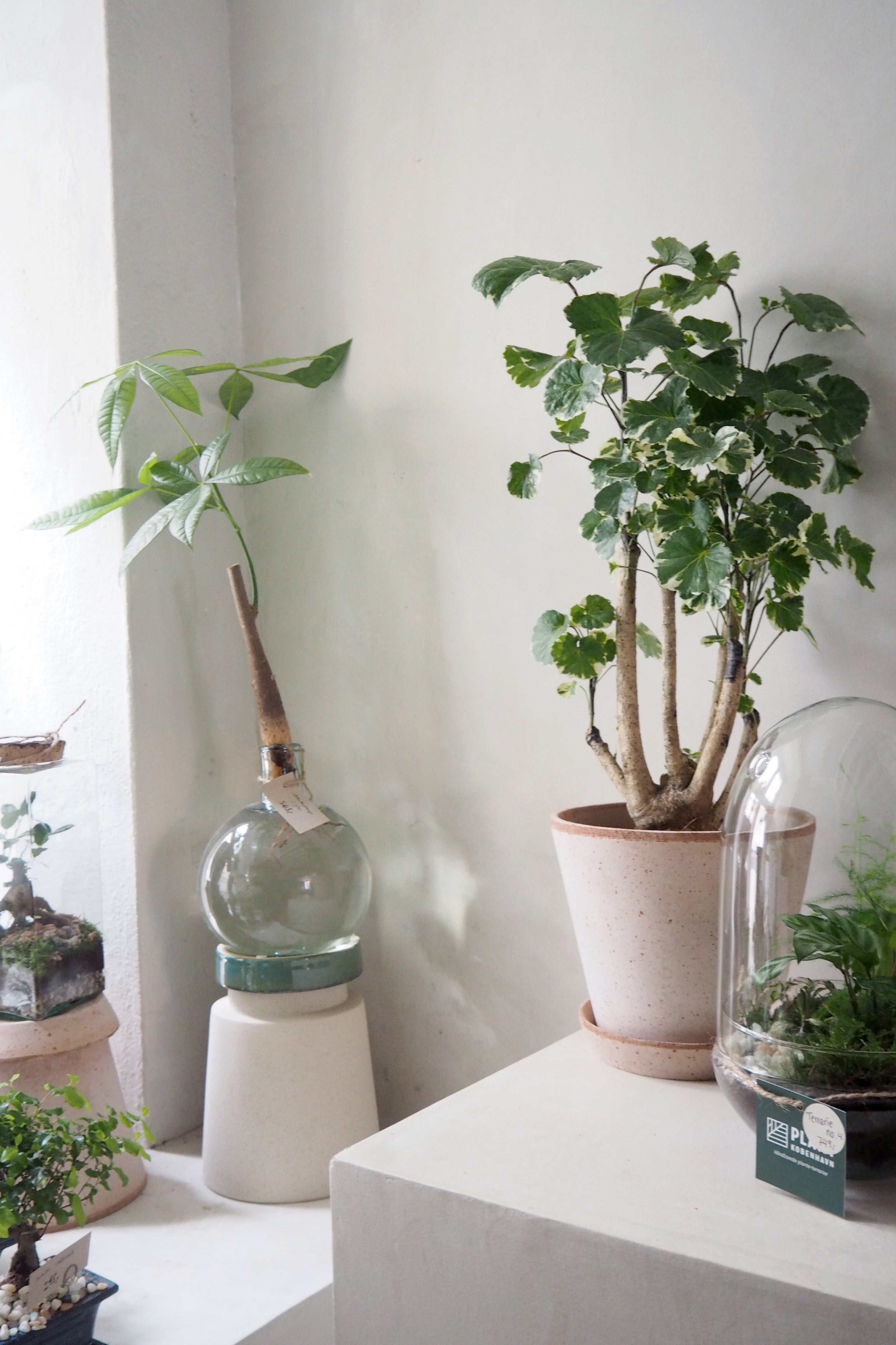 Polyscias Balfourian