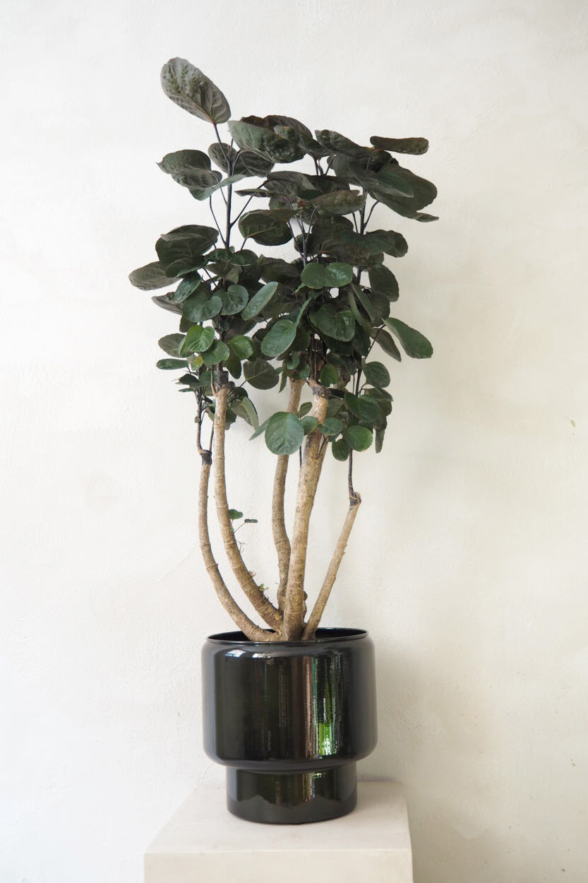 Polyscias Fabian, stor