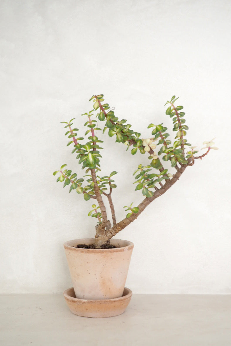 Portulacaria afra 'Medio-picta'