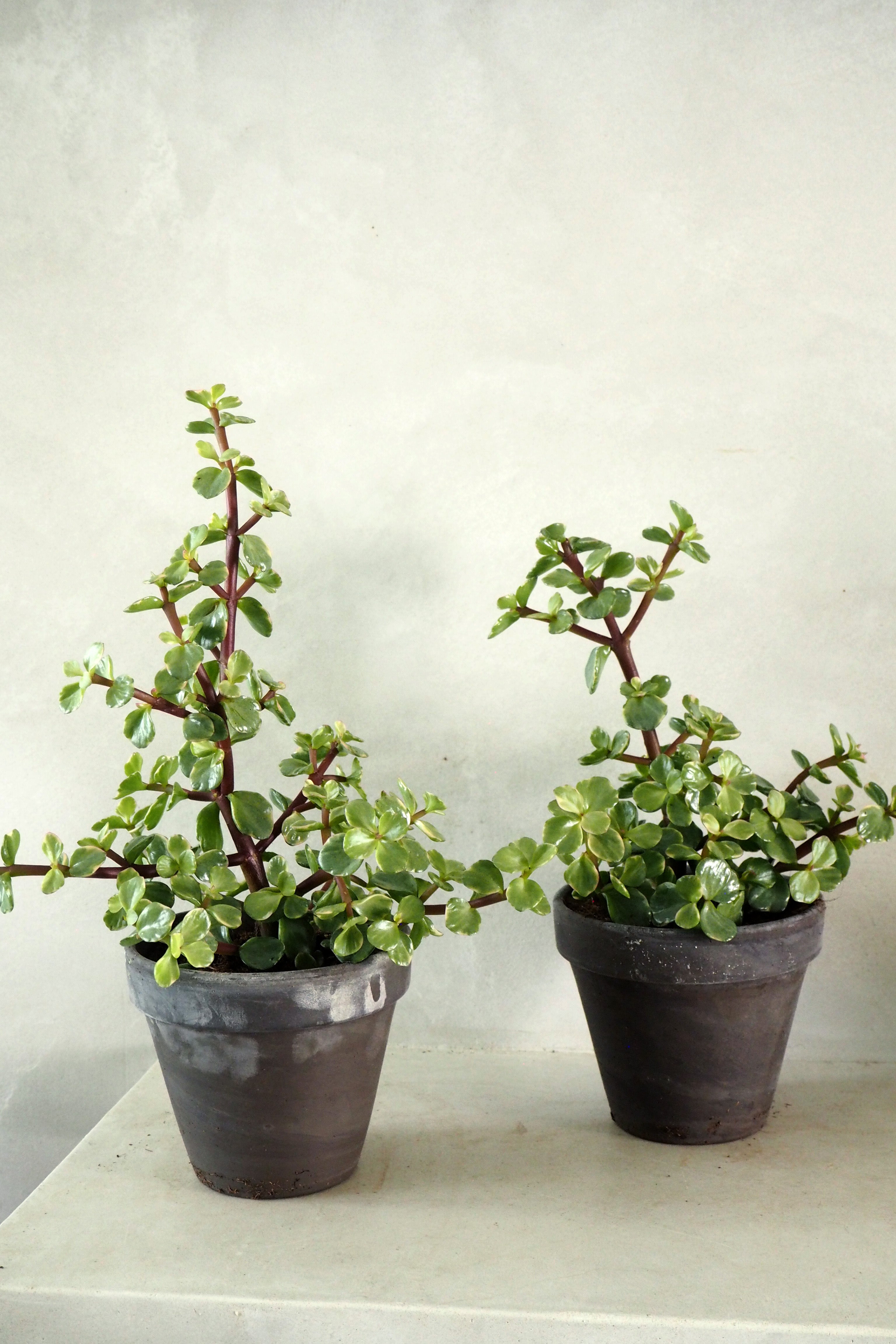 Portulacaria afra