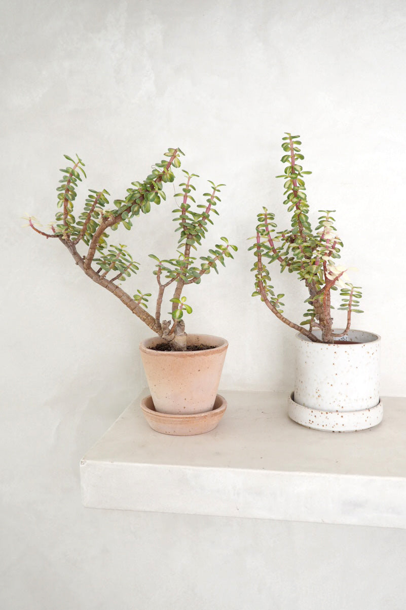 Portulacaria afra 'Medio-picta'