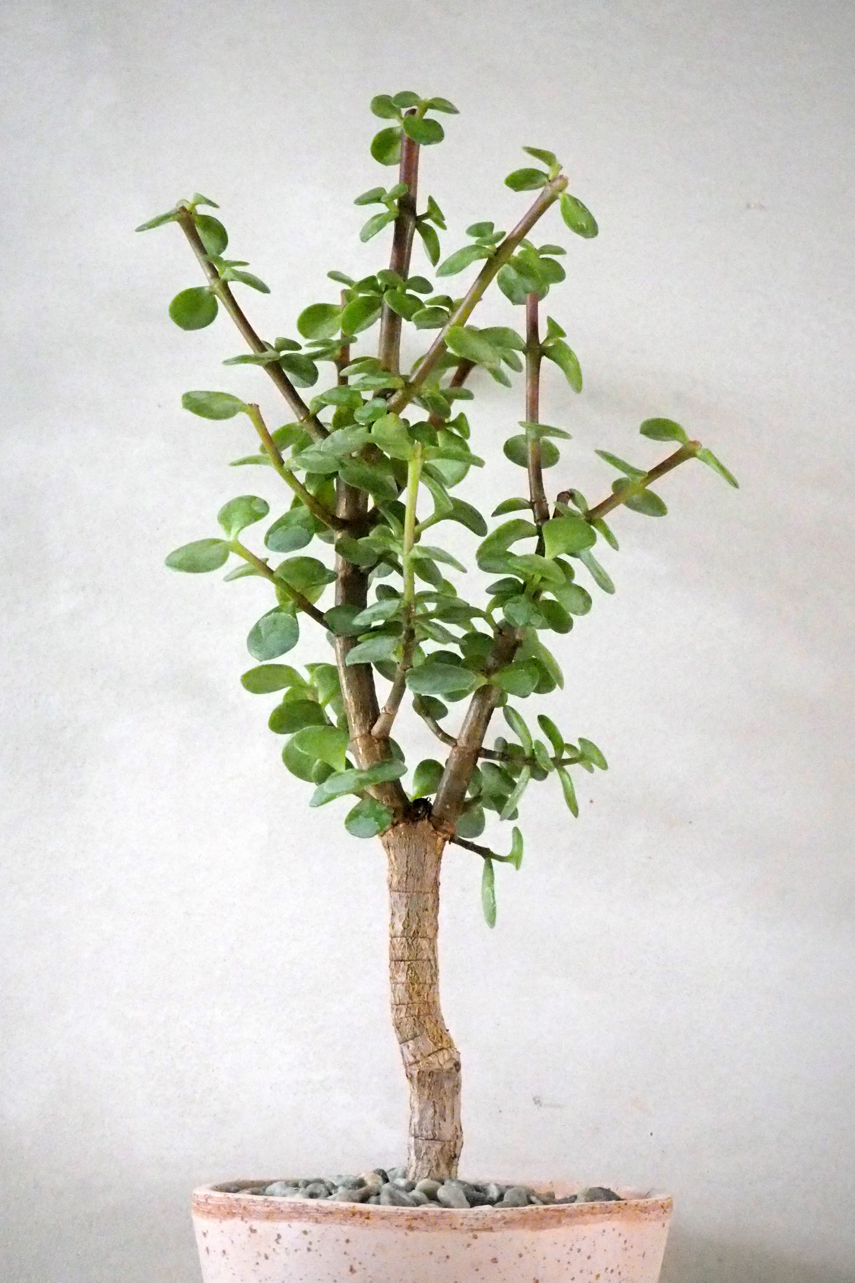Portulacaria afra Opstammet