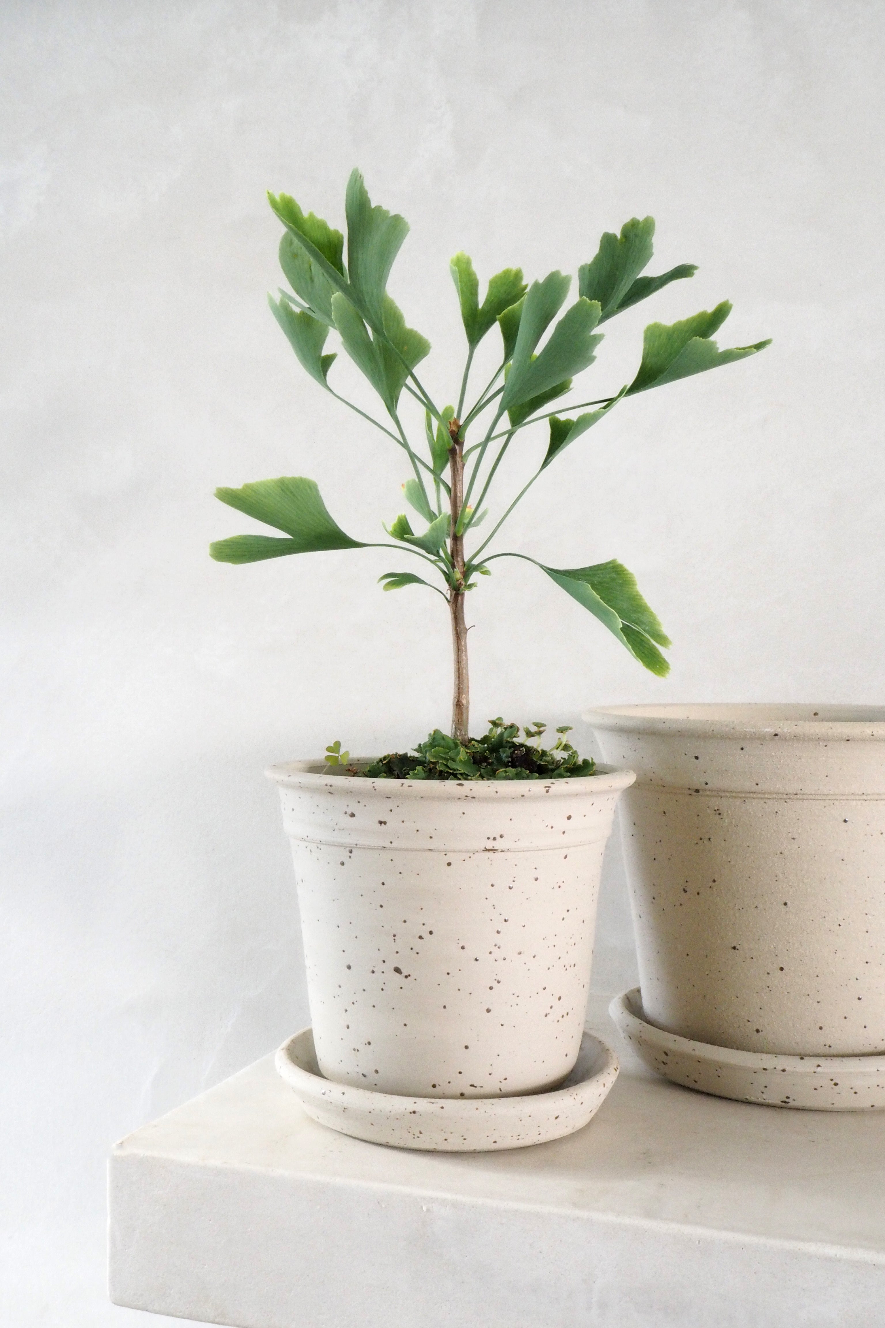 Pottemagerens krukke - medium