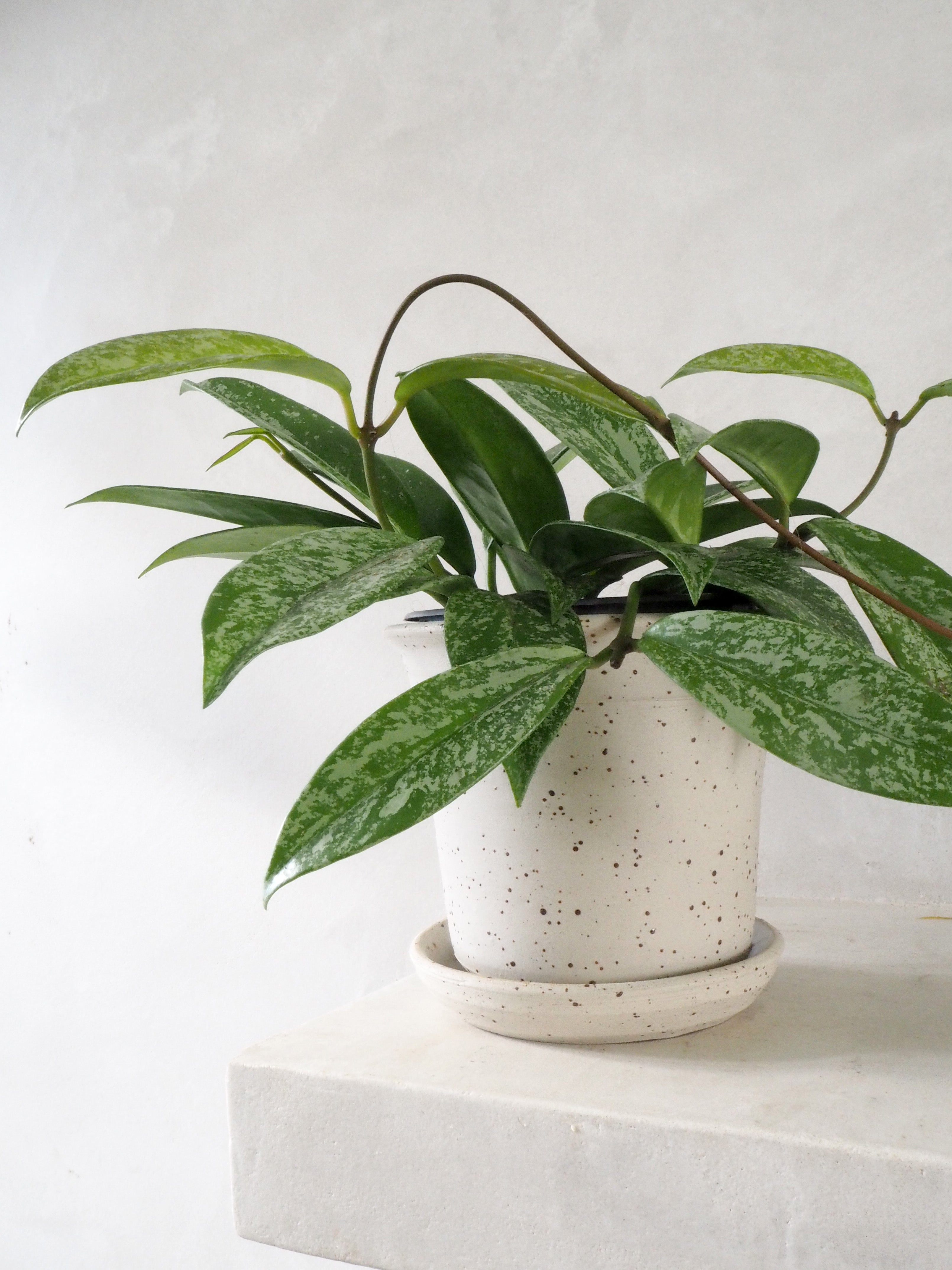 Pottemagerens krukke - medium