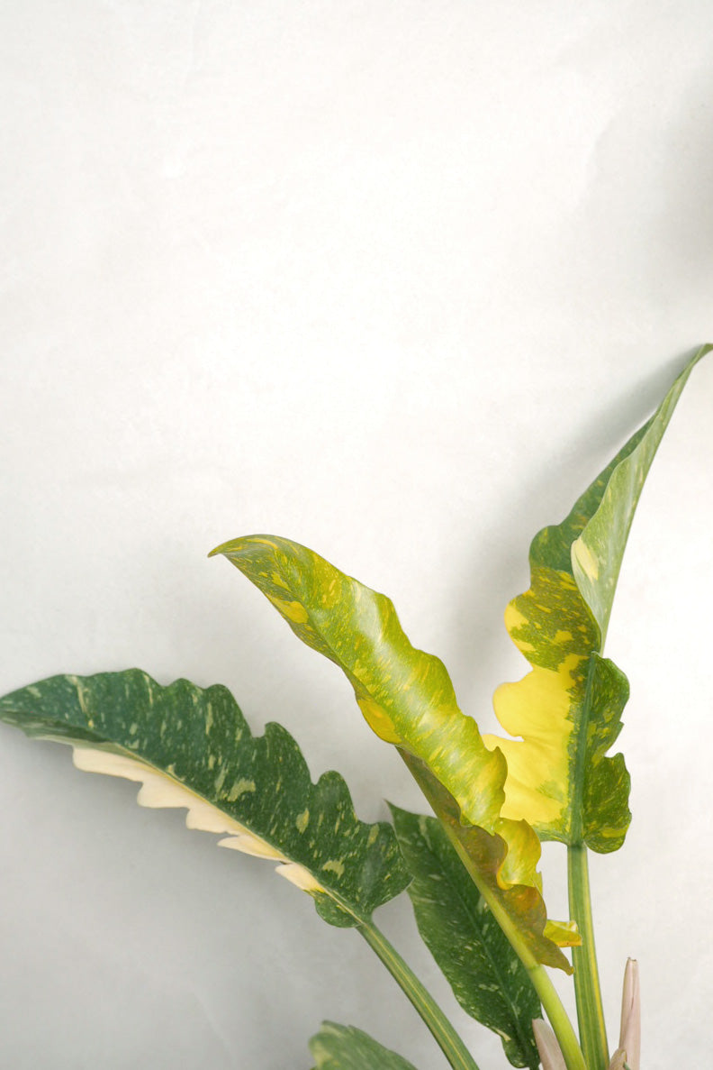 Philodendron Ring of Fire