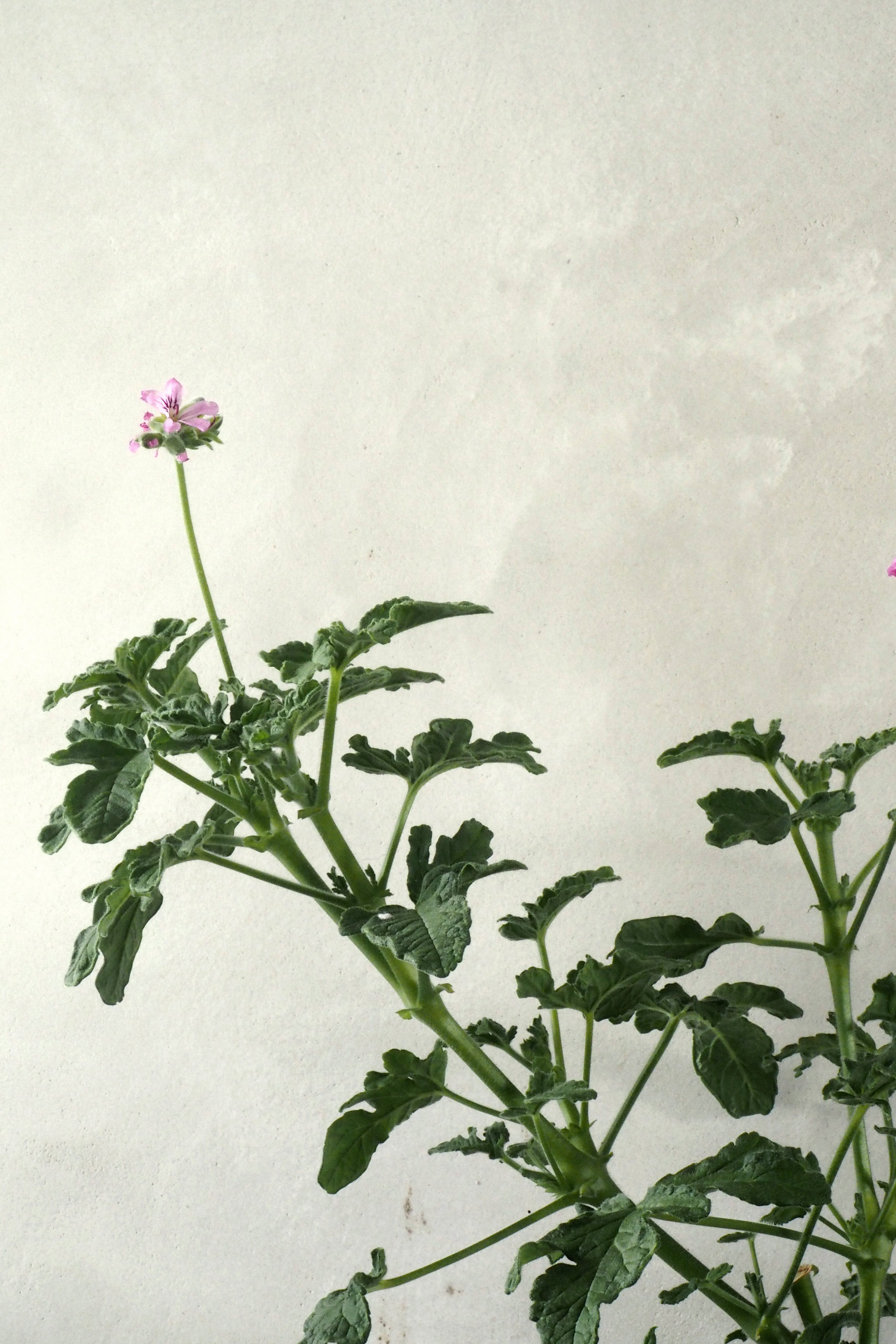 Rosengeranium - lemon rose