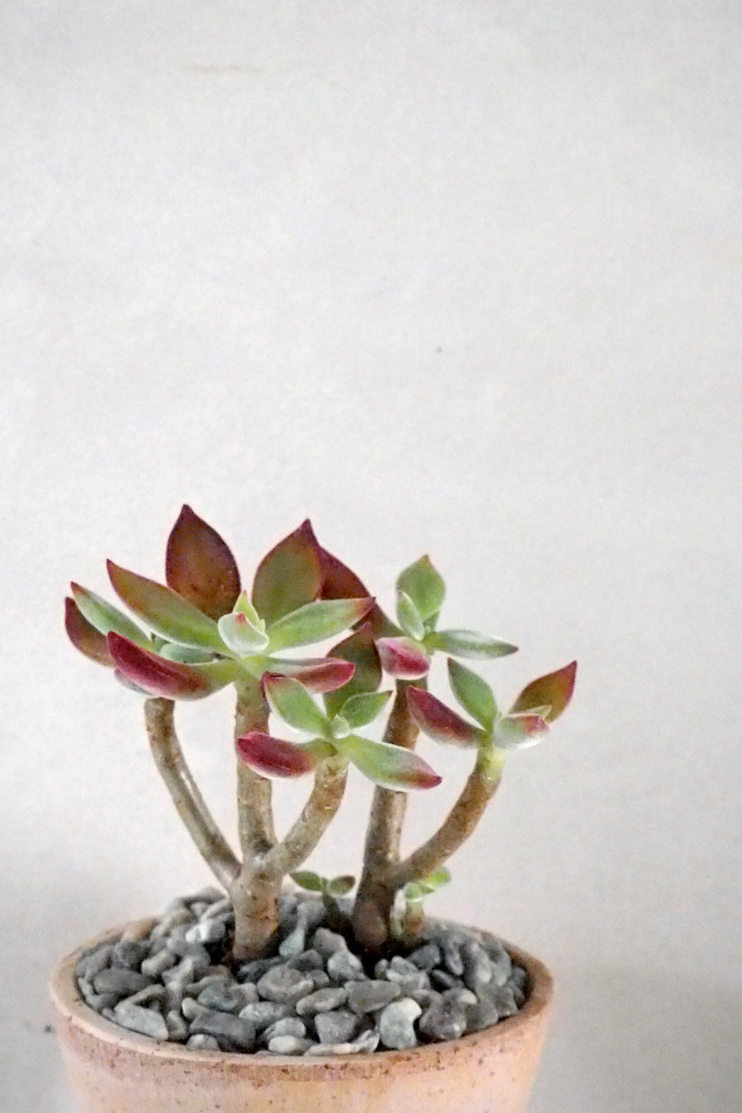 Echeveria Ruby Blush