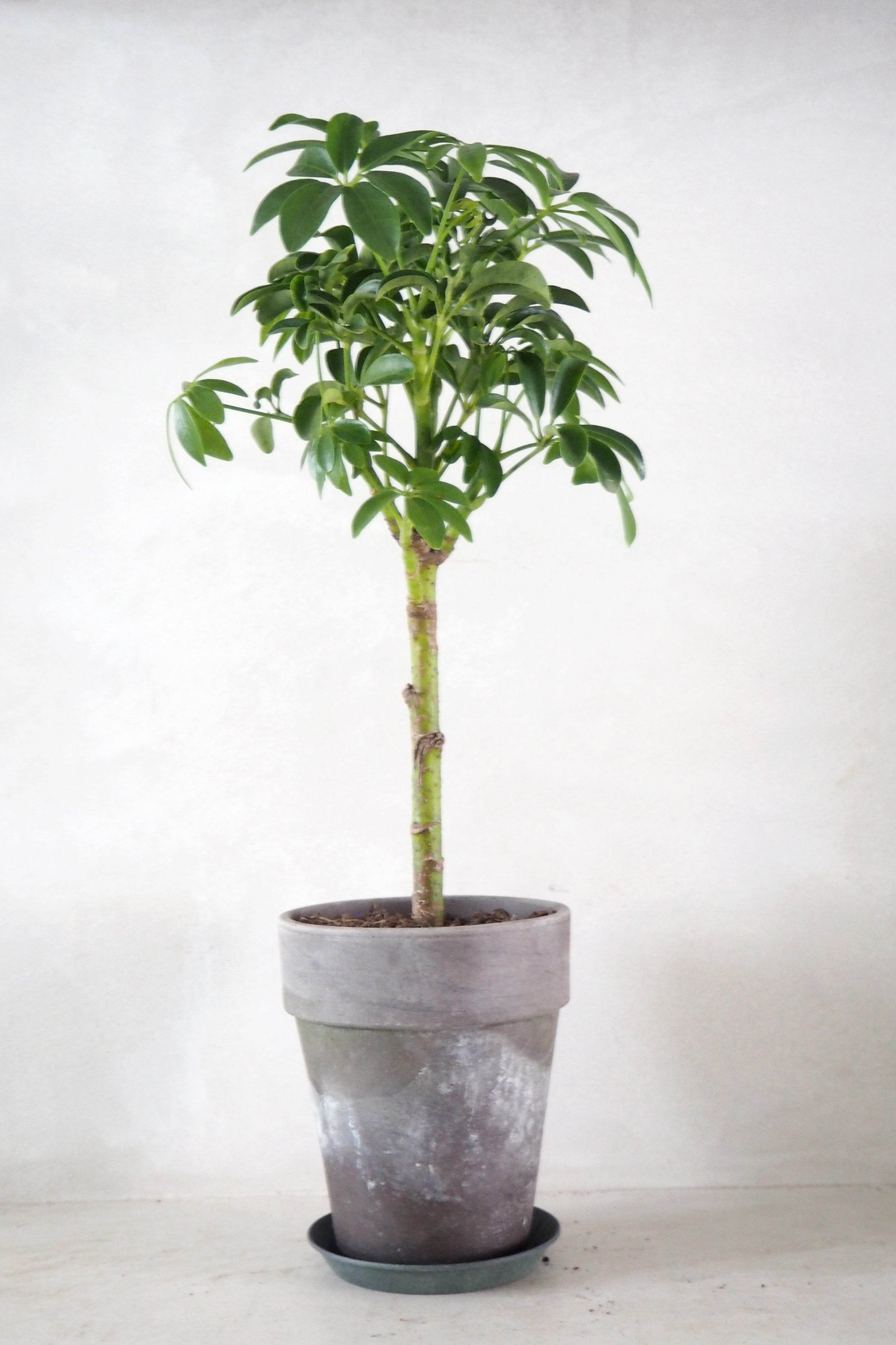 Schefflera Luseana opstammet