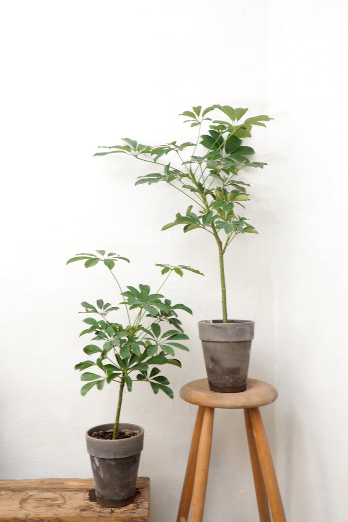 Opstammet Schefflera, bredbladet