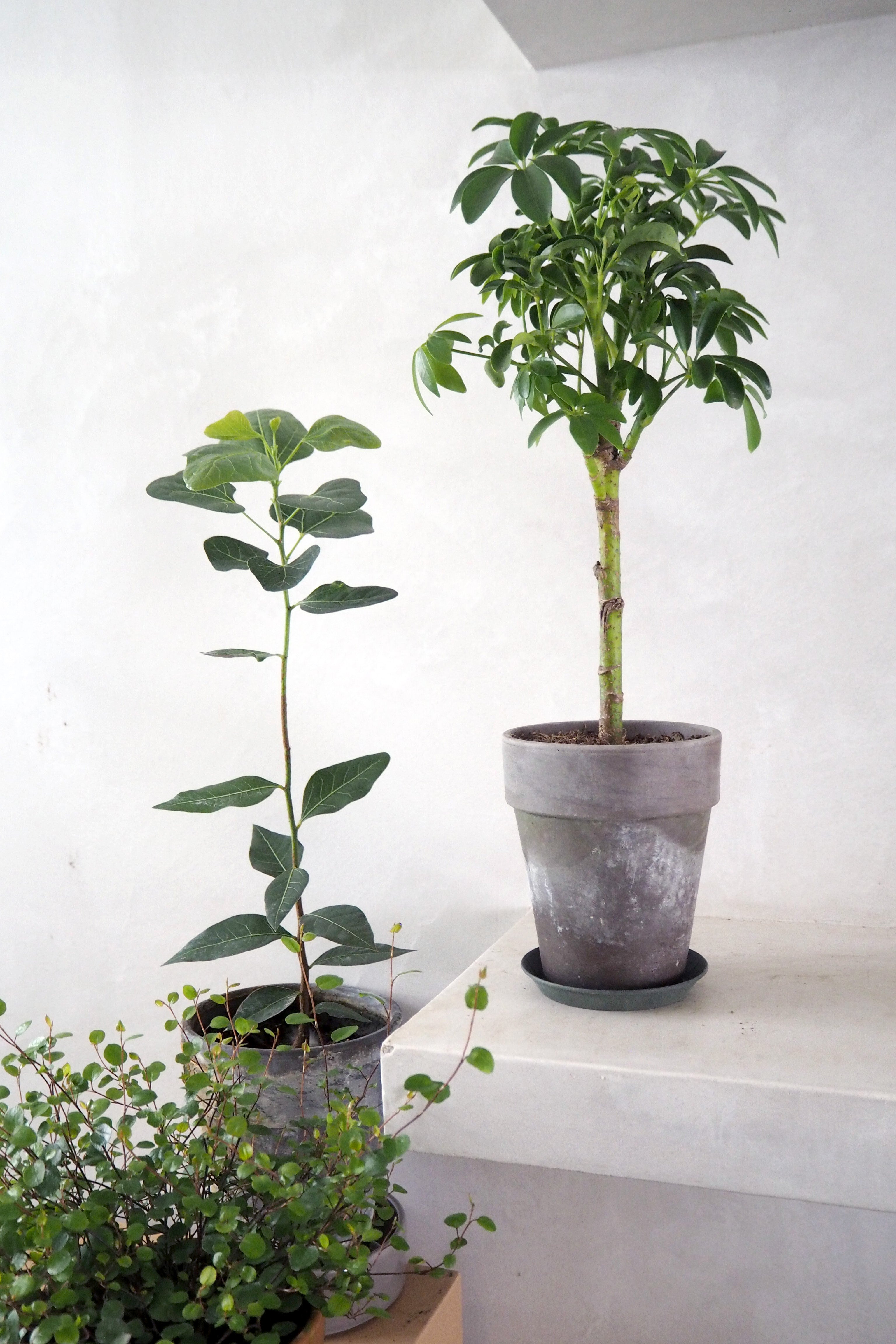 Schefflera Luseana opstammet