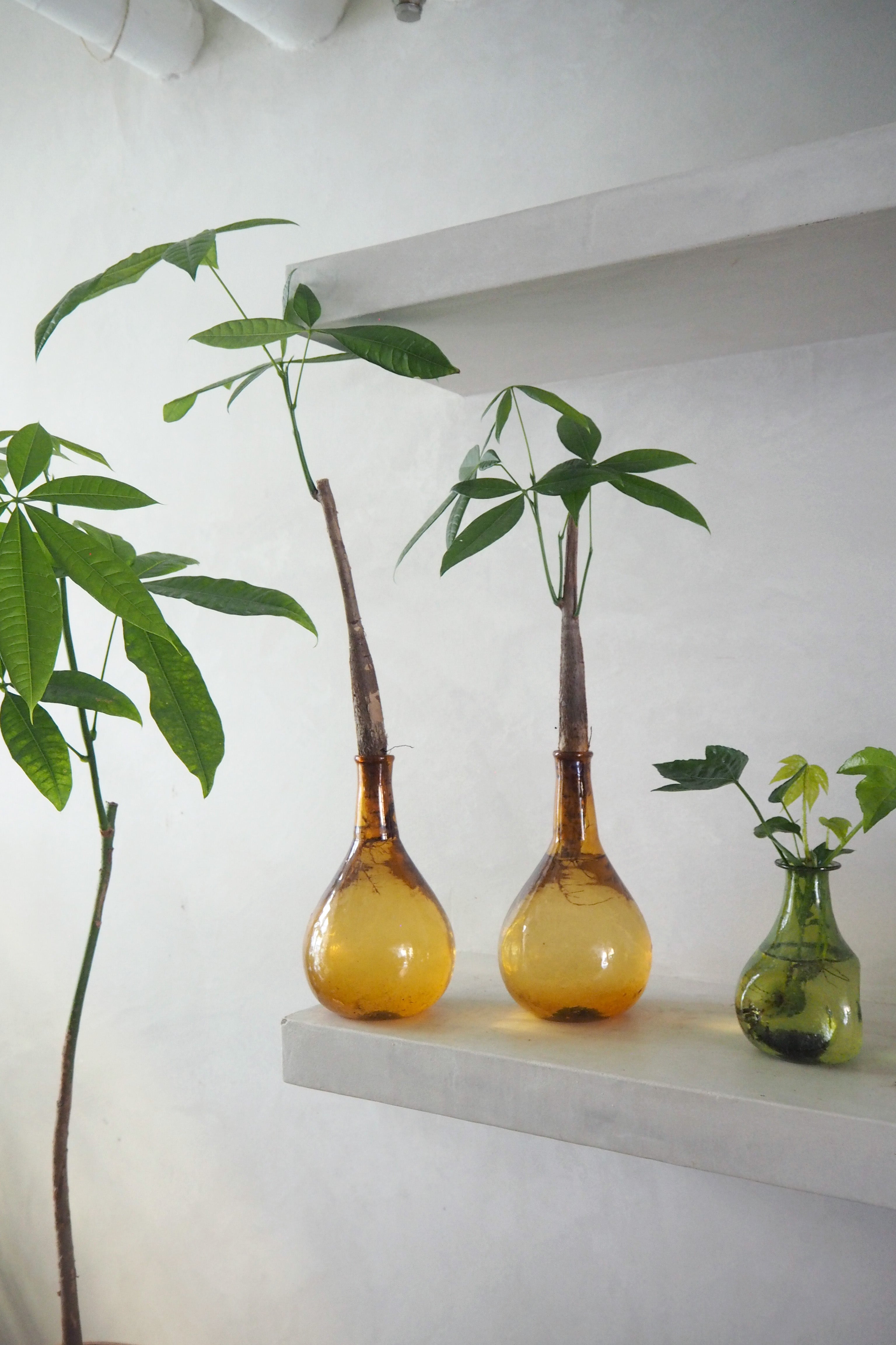 Lykkekastanje Japandi i glas