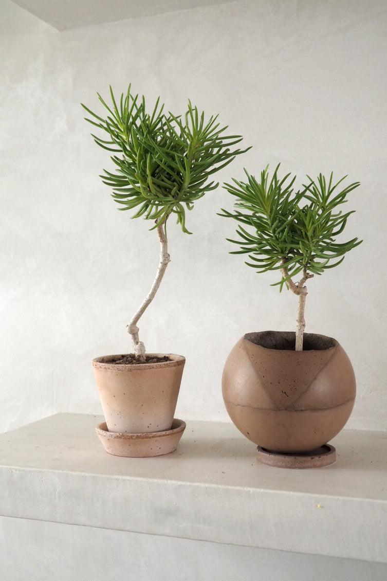 Senecio barbertonicus