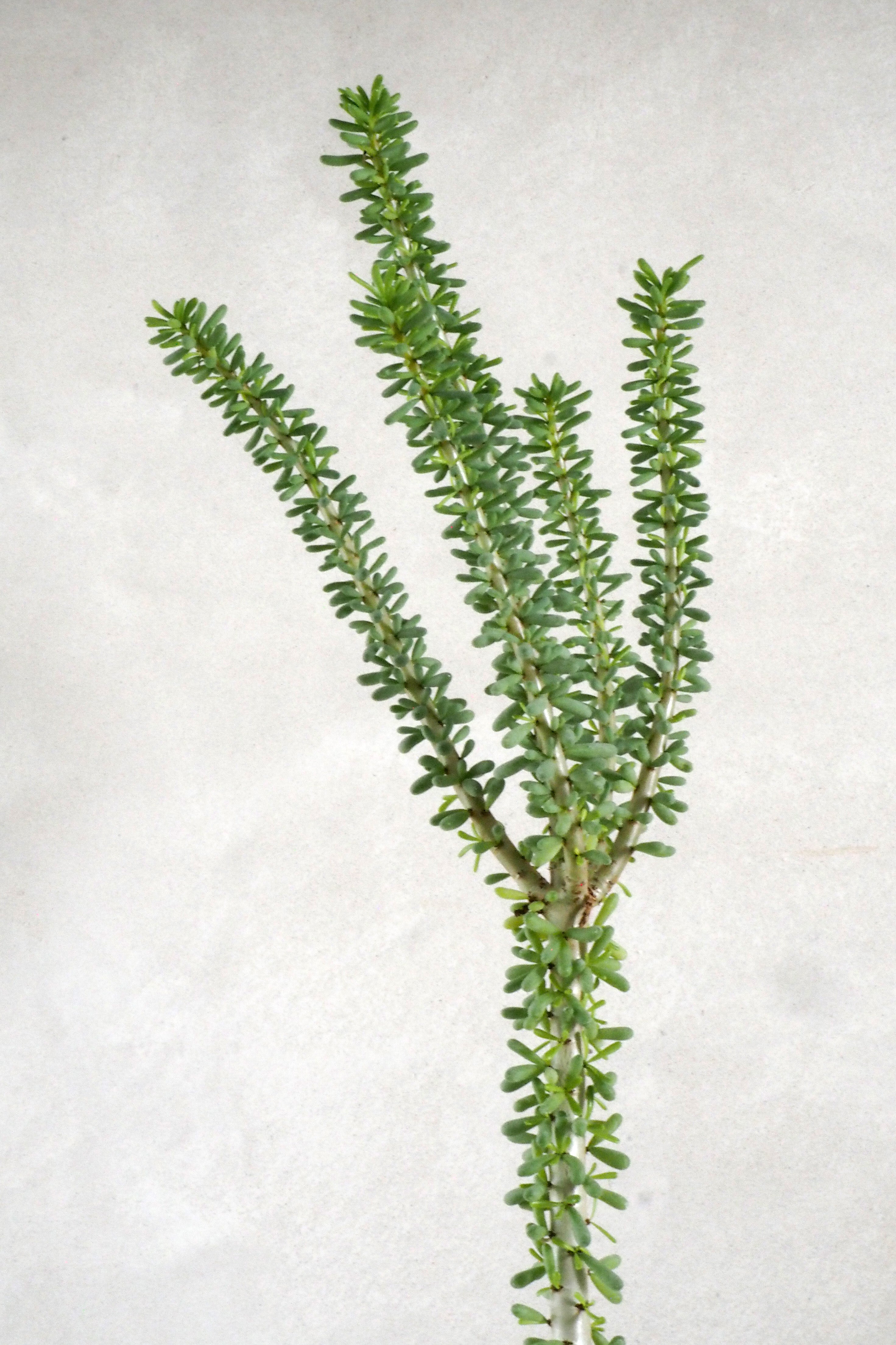 Ceraria Namaquensis