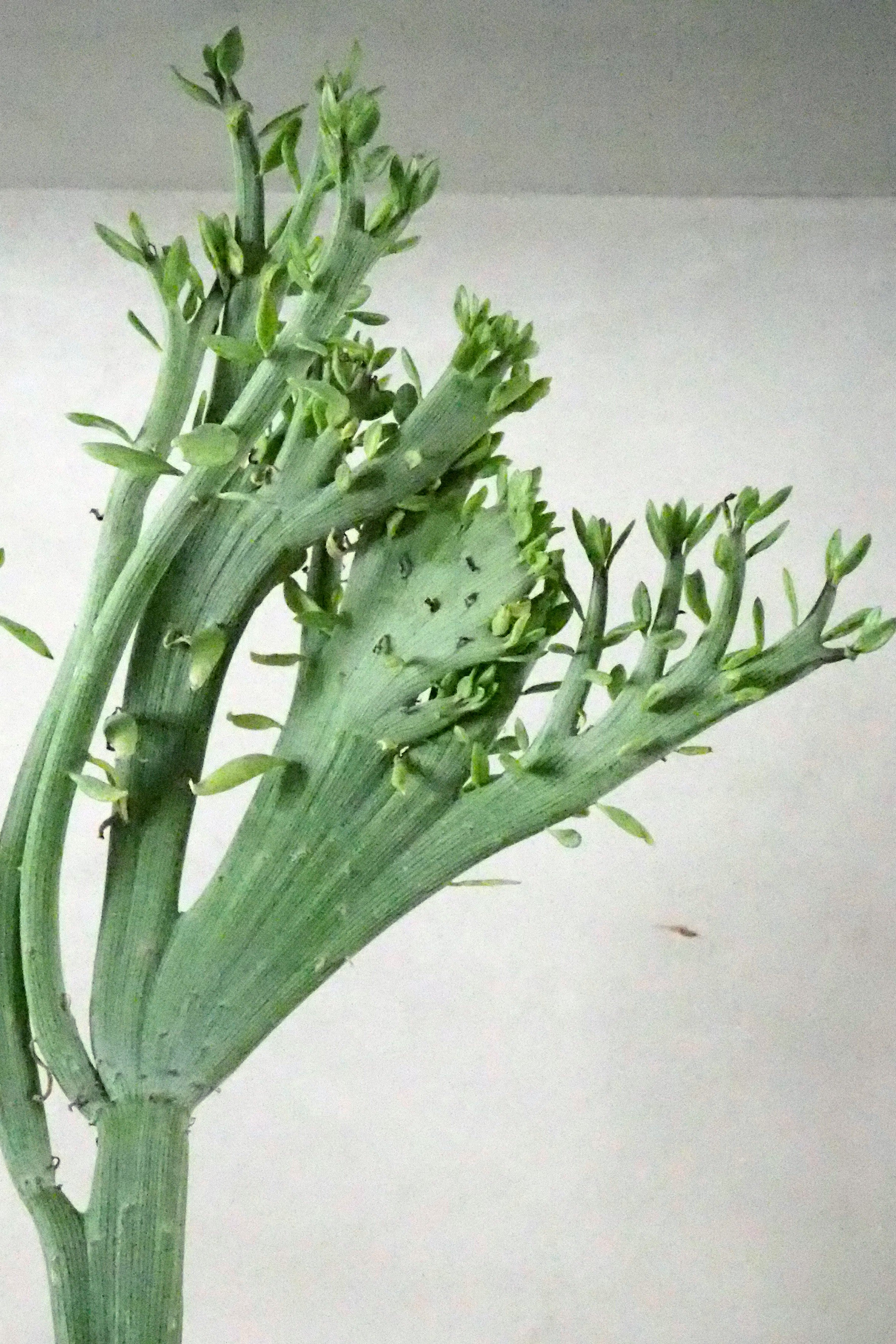 Senecio anteuphorbium "crista"