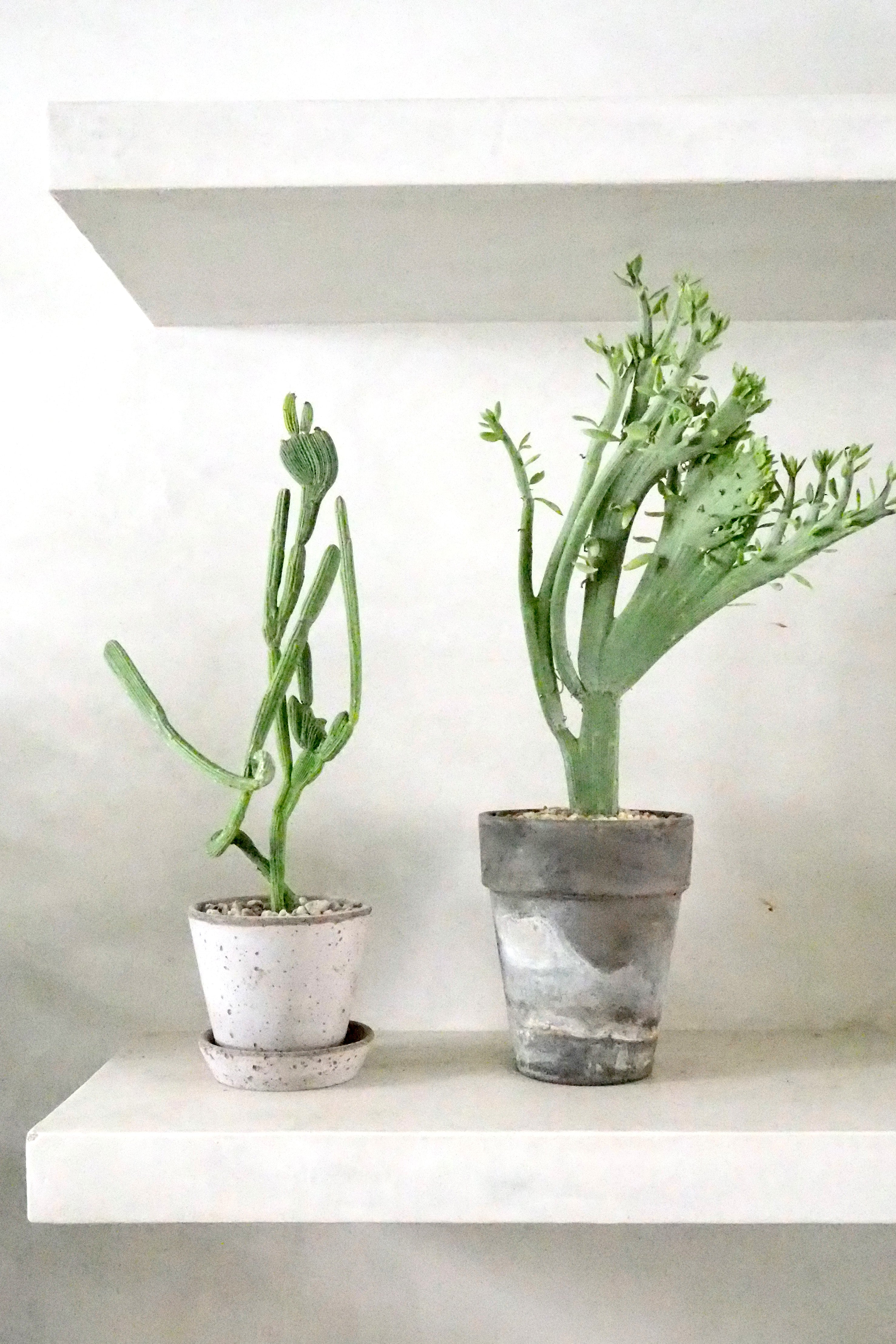Senecio anteuphorbium "crista"