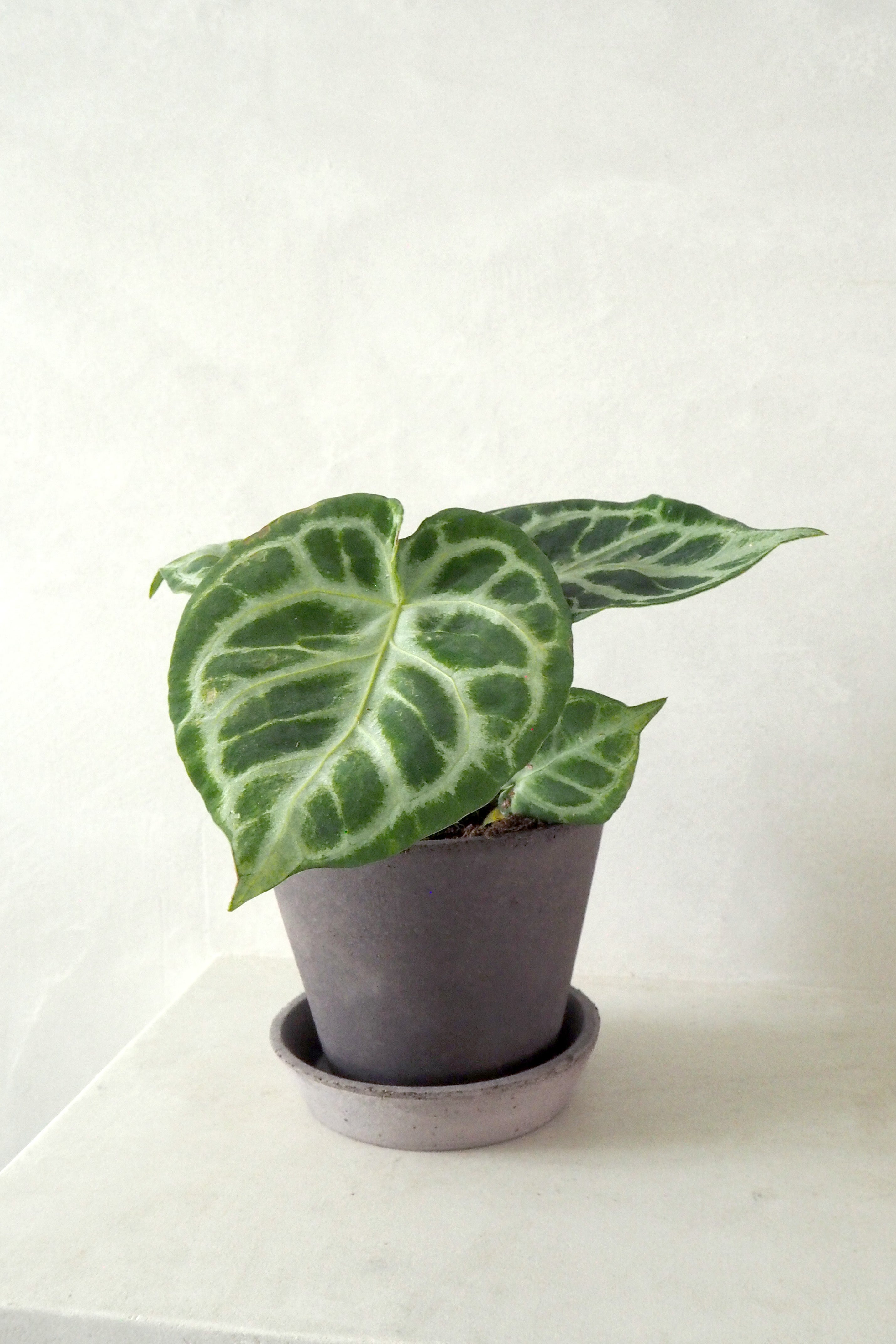 Anthurium silver Blush